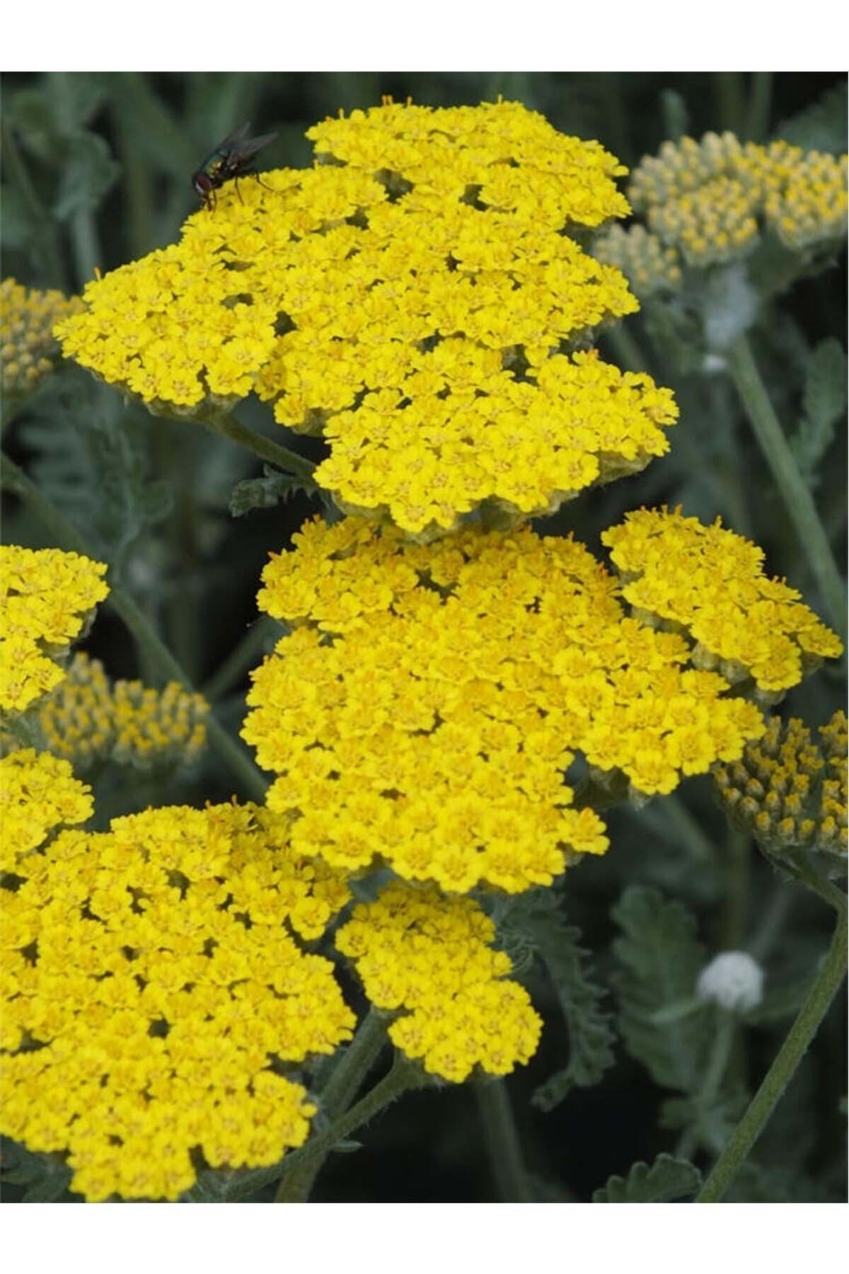 İstanbul Baharat Civan Perçemi (KANDİL ÇİÇEĞİ) 50 gr (istanbul)