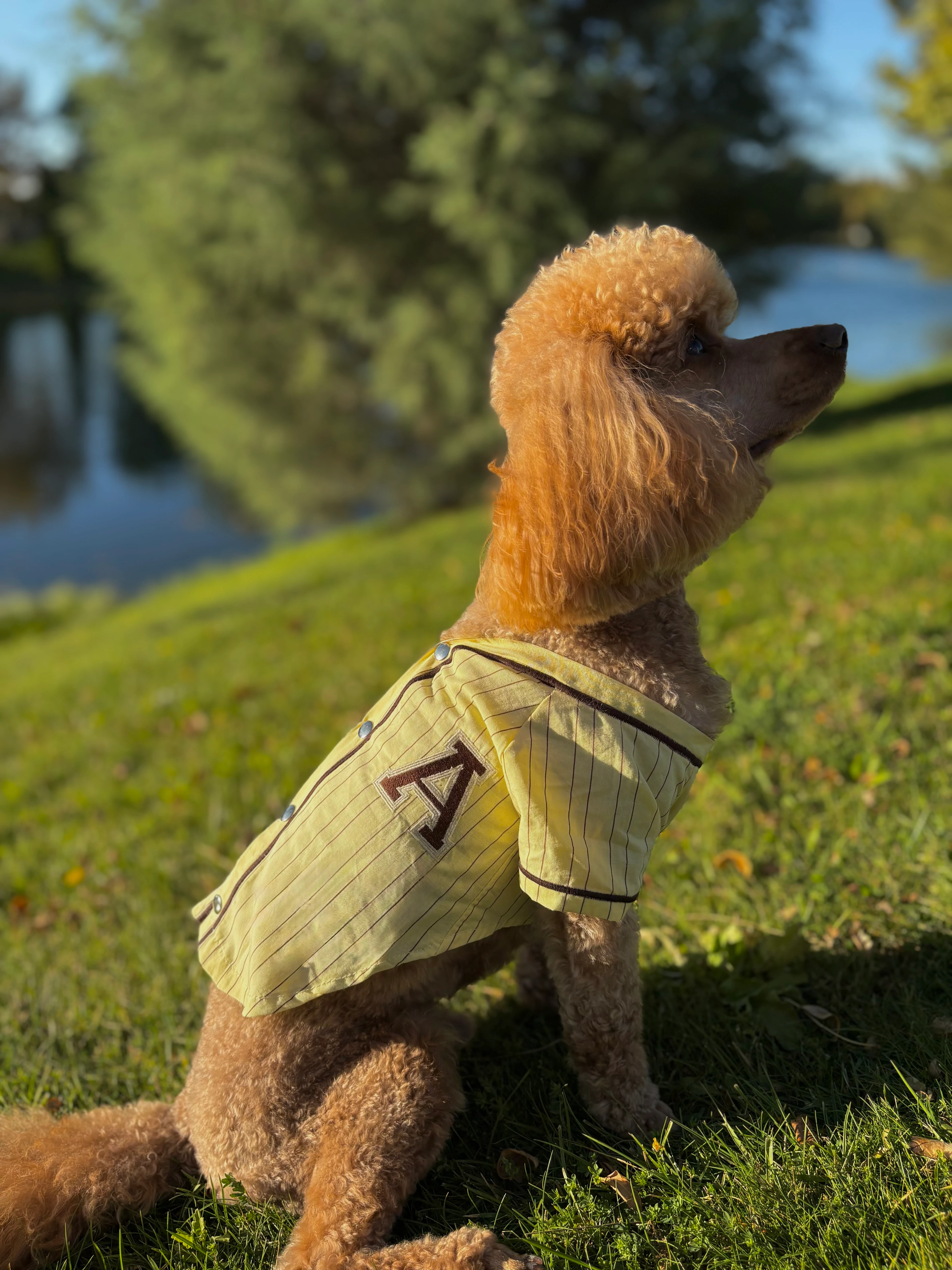 Beyzbol Tarzı Köpek Gömleği