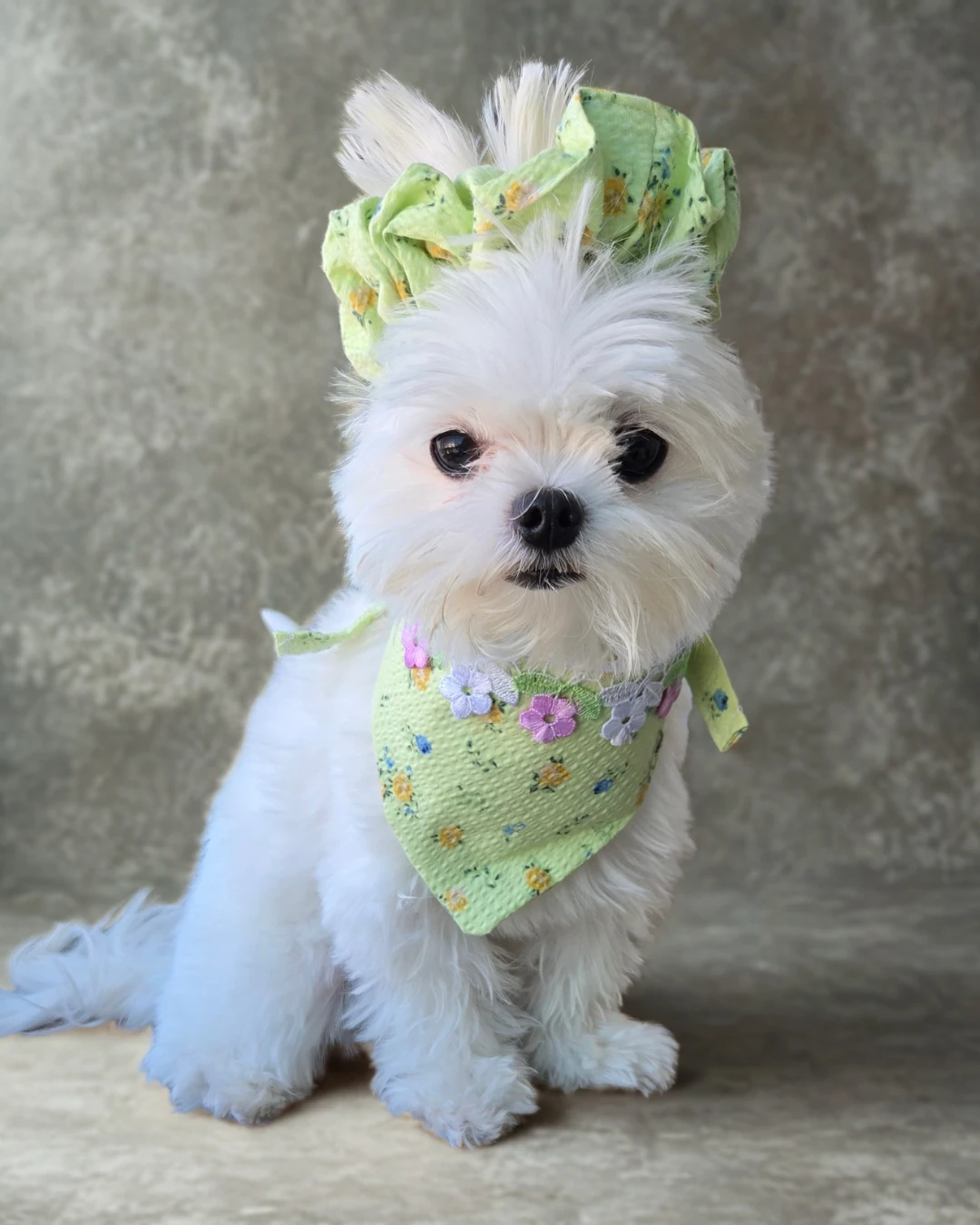 Yeşil Toka ve Köpek Fuları Takımı