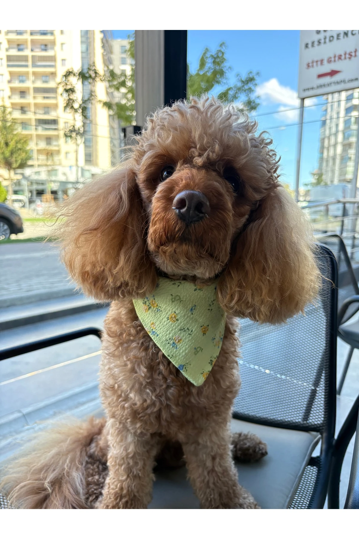 Yeşil Çiçekli Köpek Fuları