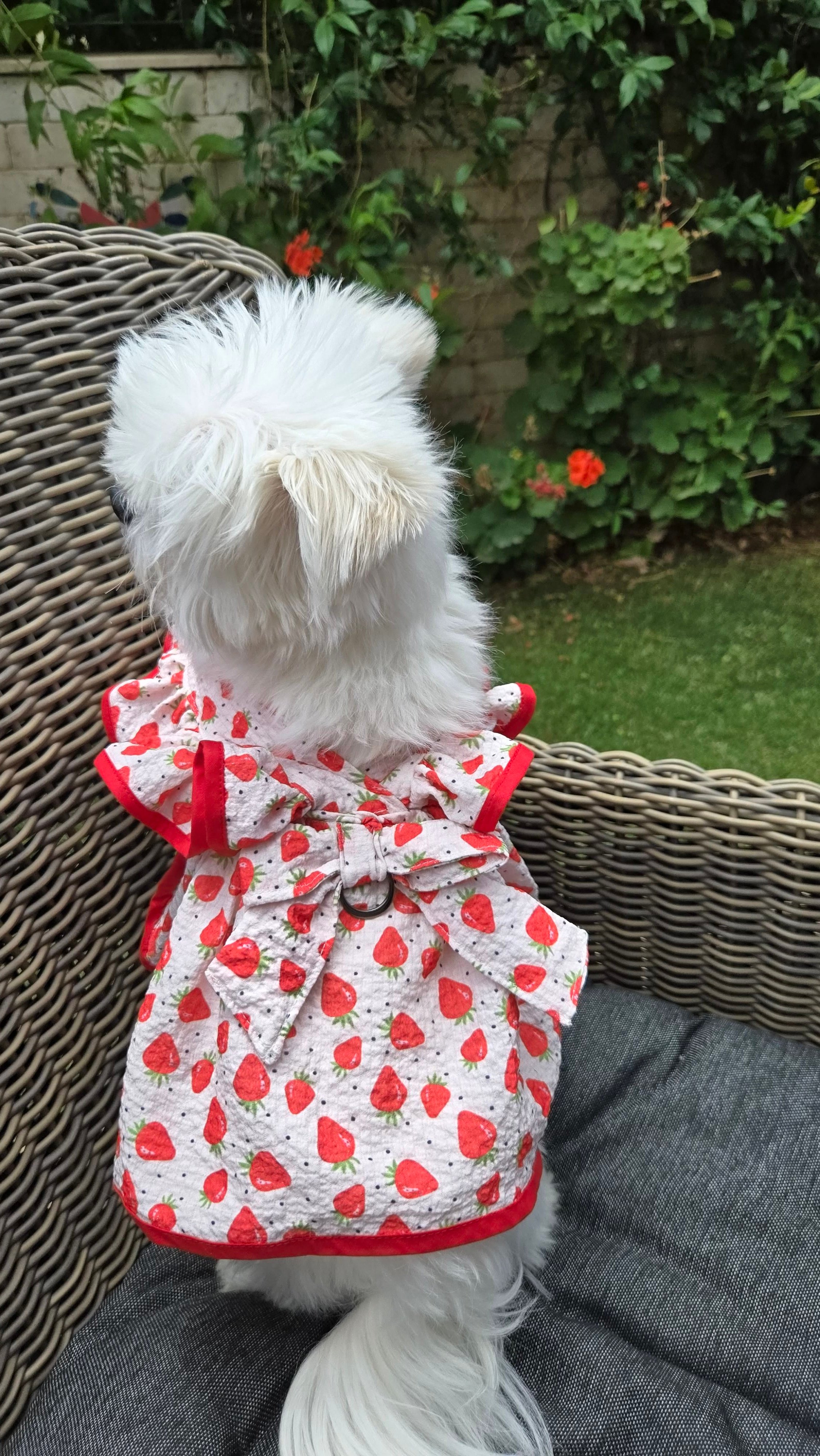 Çilek Desenli Fırfırlı Köpek Elbise