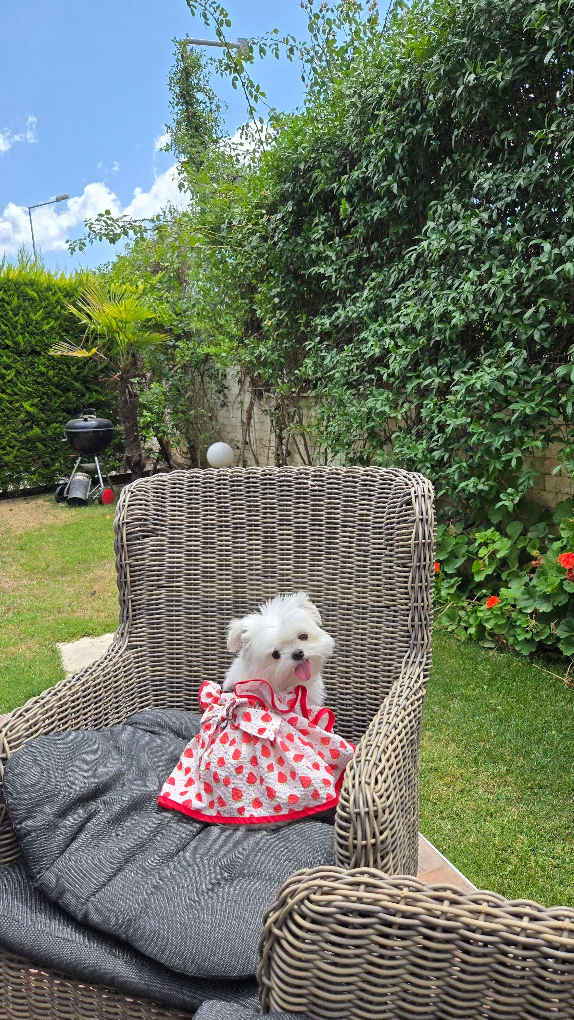 Çilek Desenli Fırfırlı Köpek Elbise