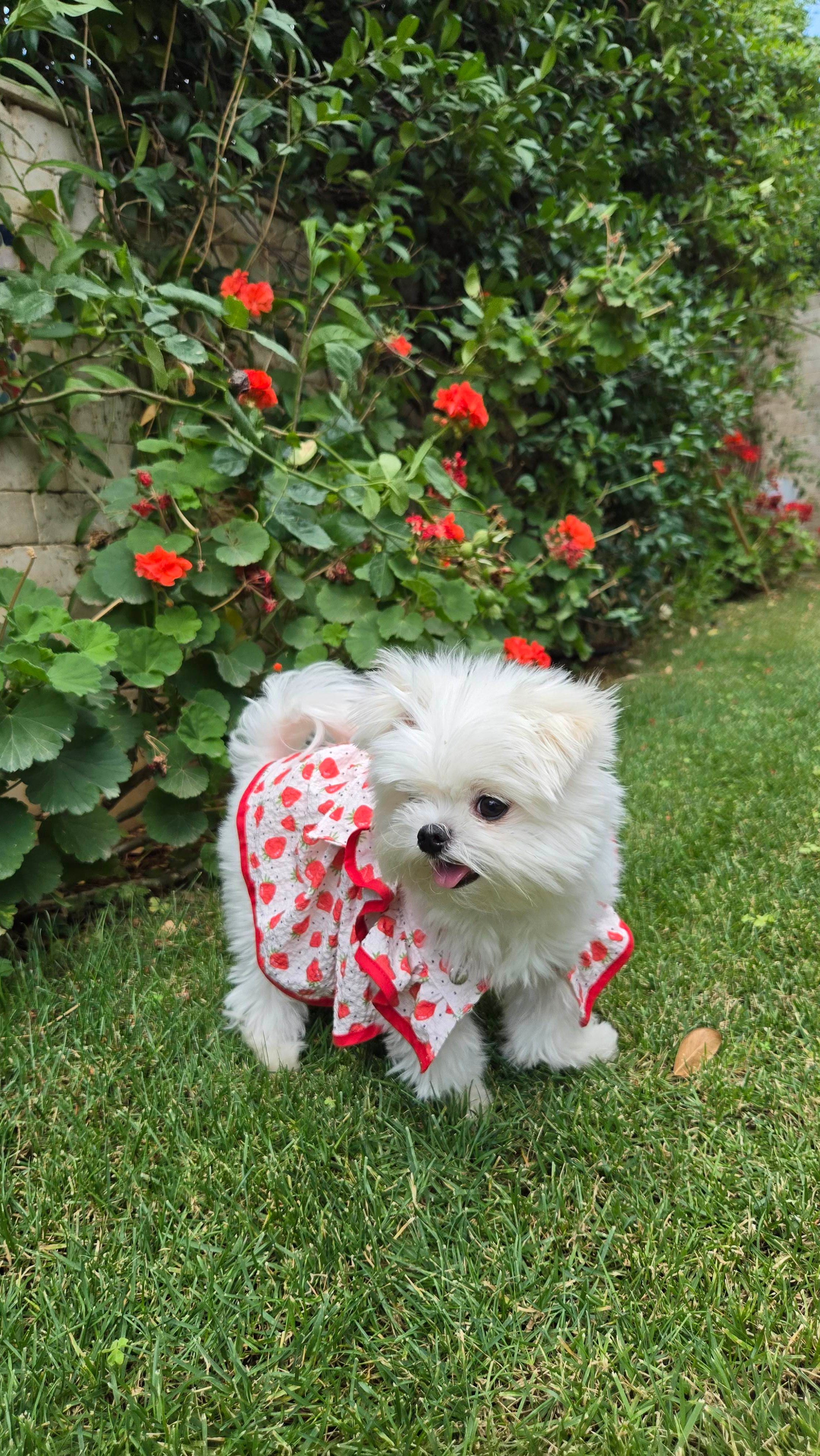Çilek Desenli Fırfırlı Köpek Elbise
