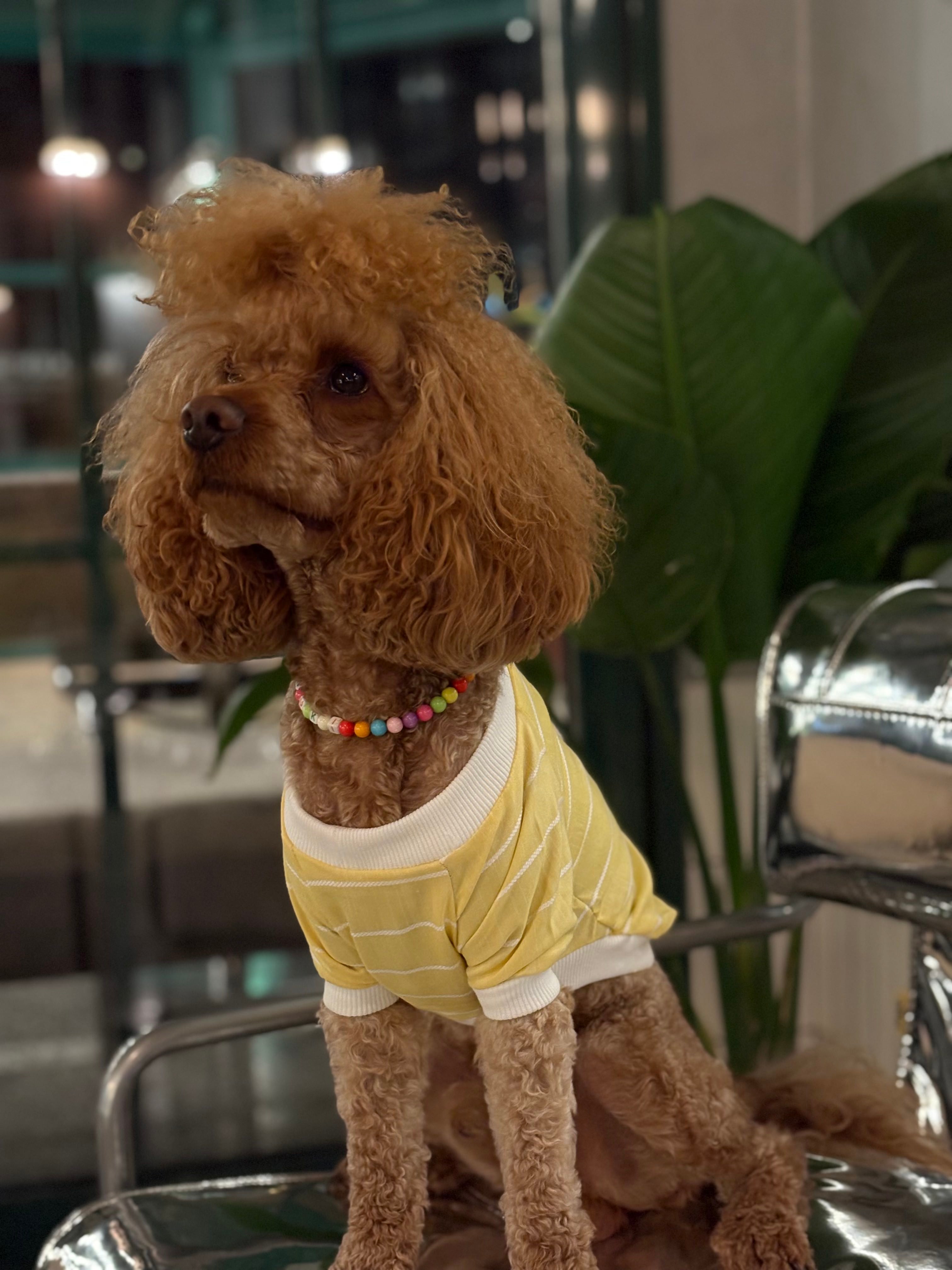 Keten Çizgili Köpek Tshirt