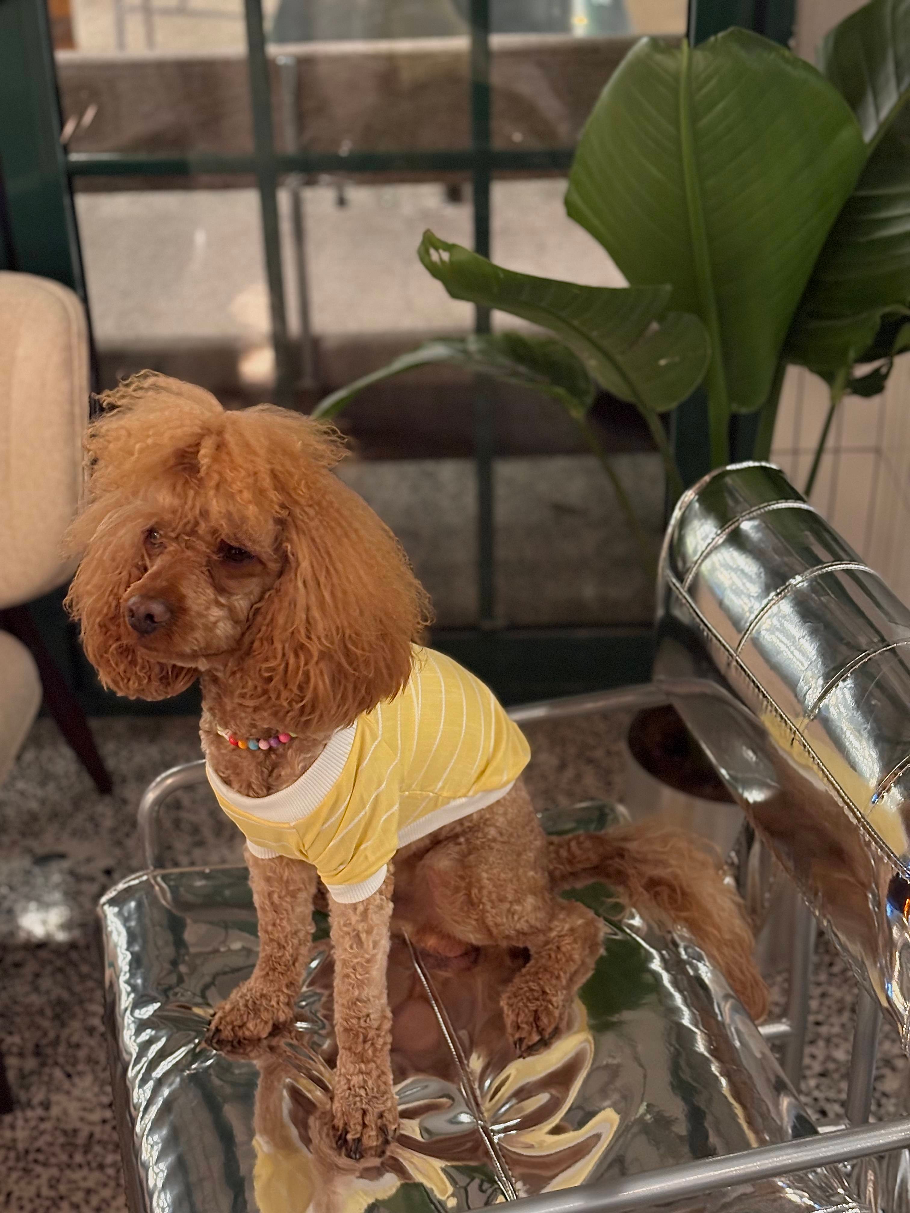 Keten Çizgili Köpek Tshirt