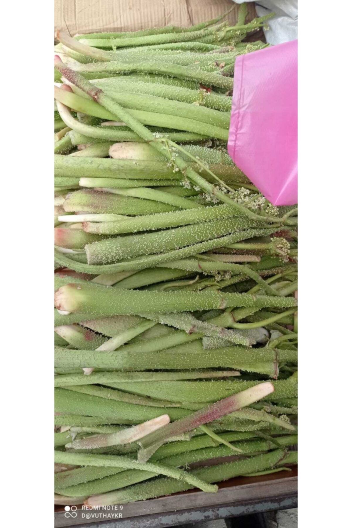 Işgın-yayıa Muzu-dağ Muzu- Uçgun 1 Kg