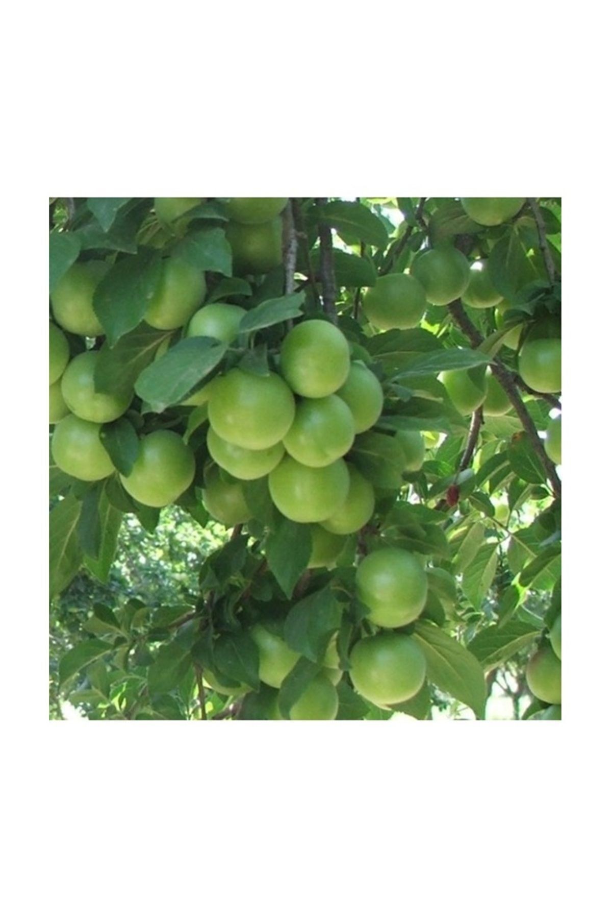 🌟 Mersin Yaylalarından Taze Can Erik - 250 gr 🌟