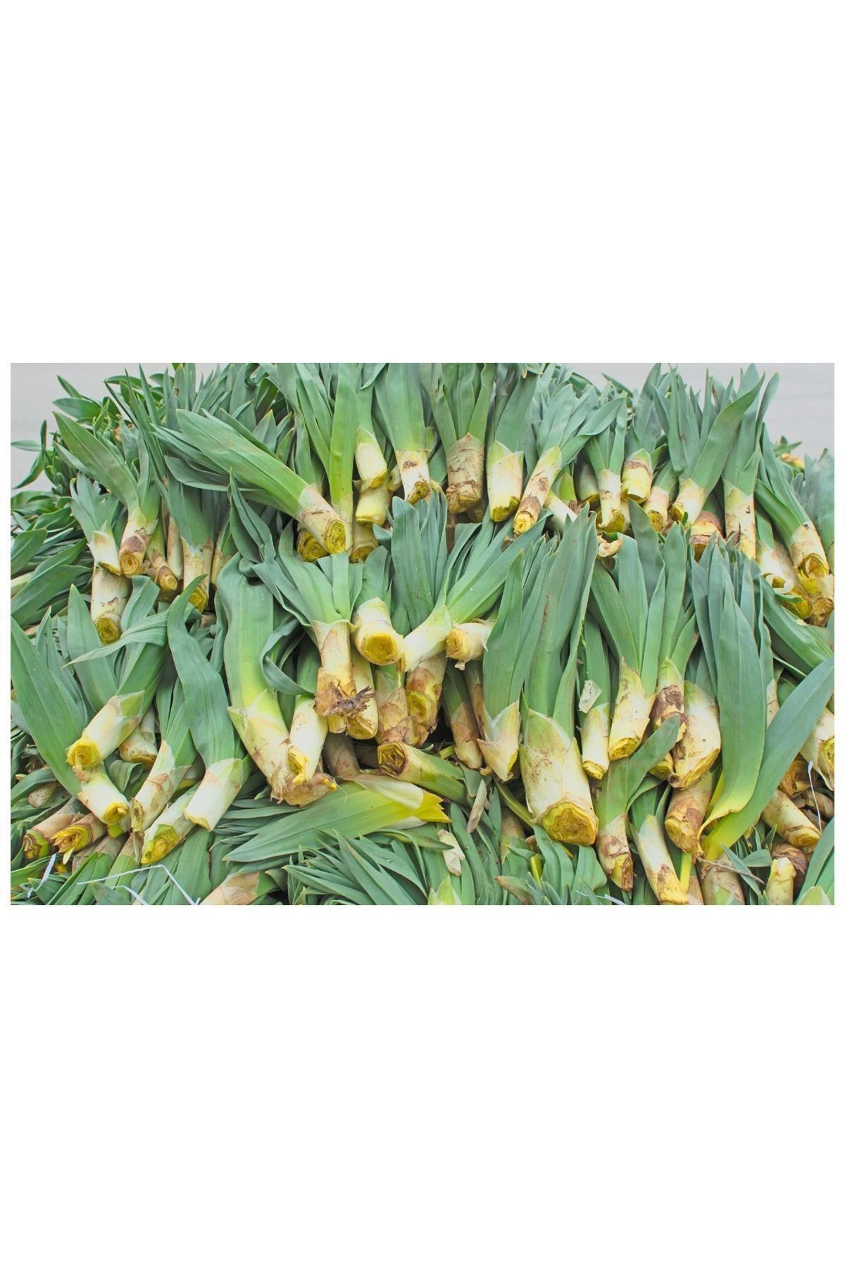 Taze Çiriş Otu 1 kg