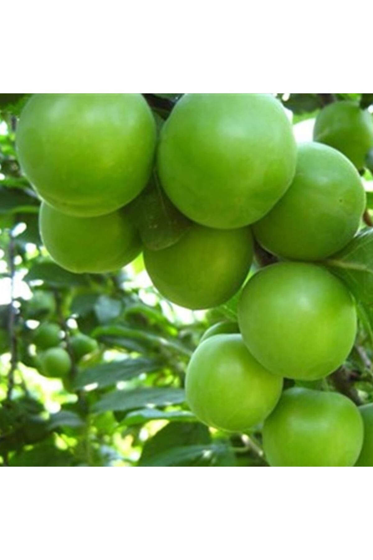 Yeni Koparılmış Turfanda Bol Sulu Can Erik 250 Gr