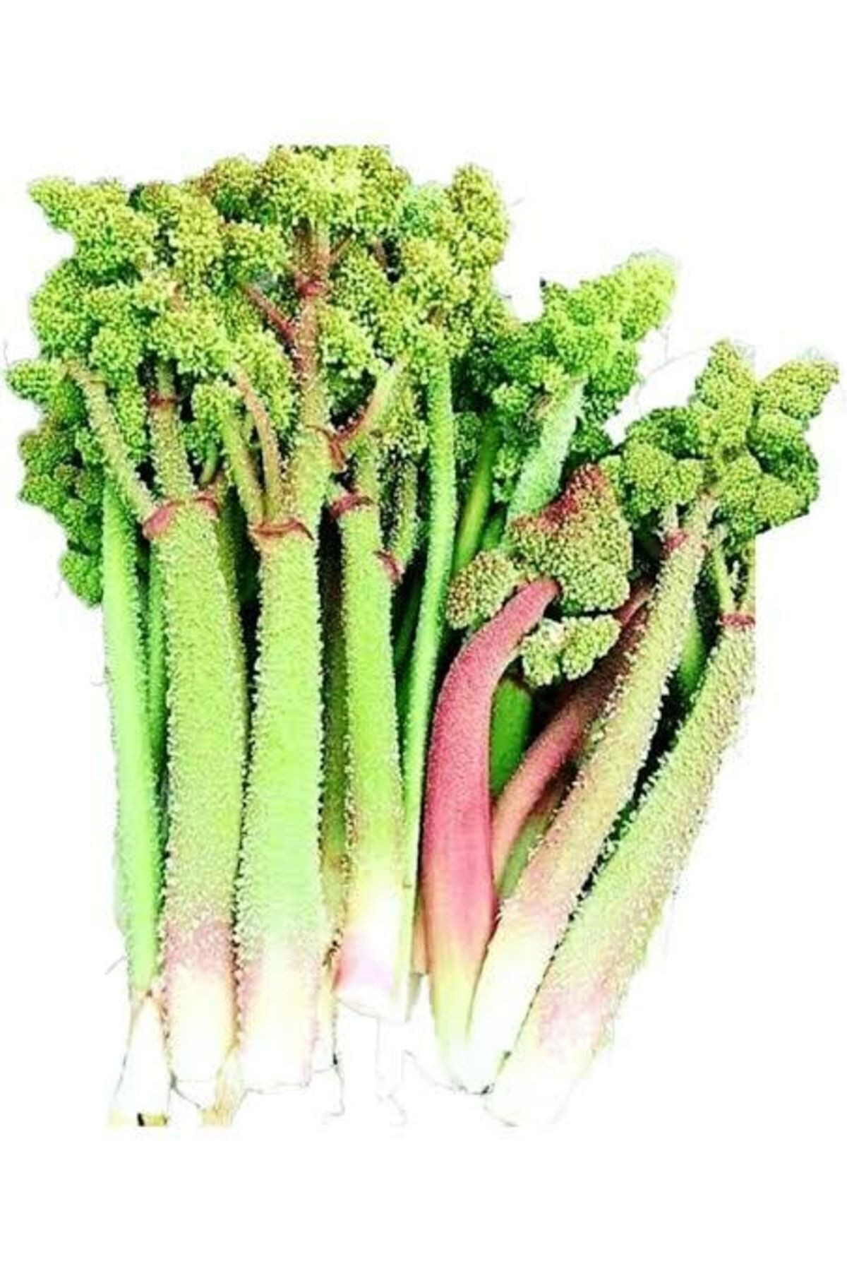 Uçkun Işkın (1 Kg ) Rebes