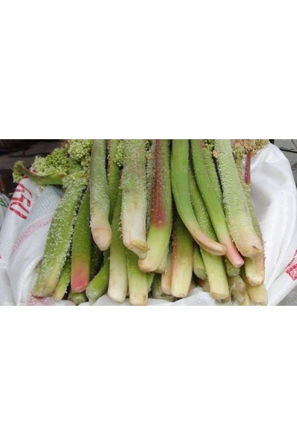 Uçkun Işkın (1 Kg ) Rebes