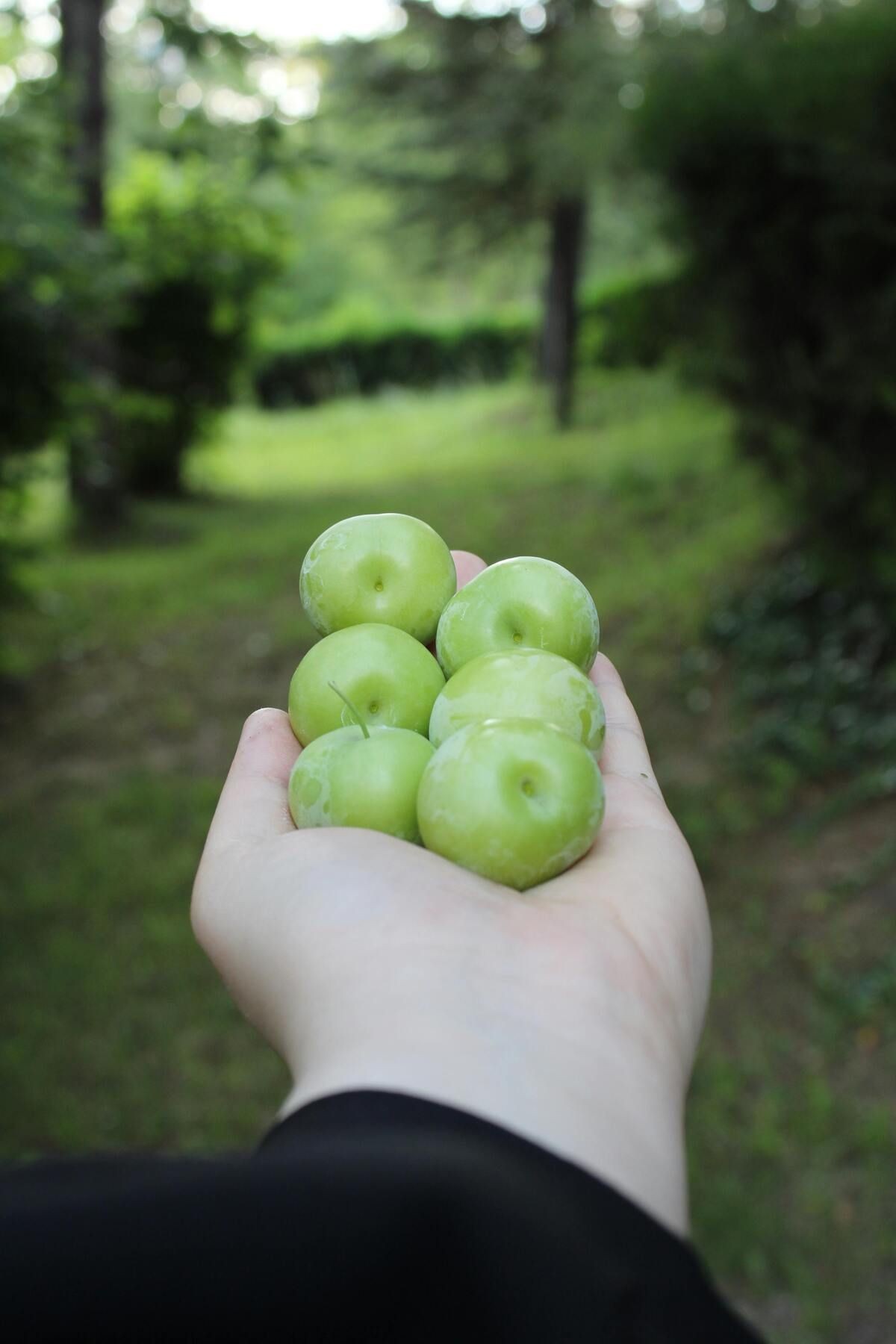 Yeşil Erik (100G) Taze Hasat