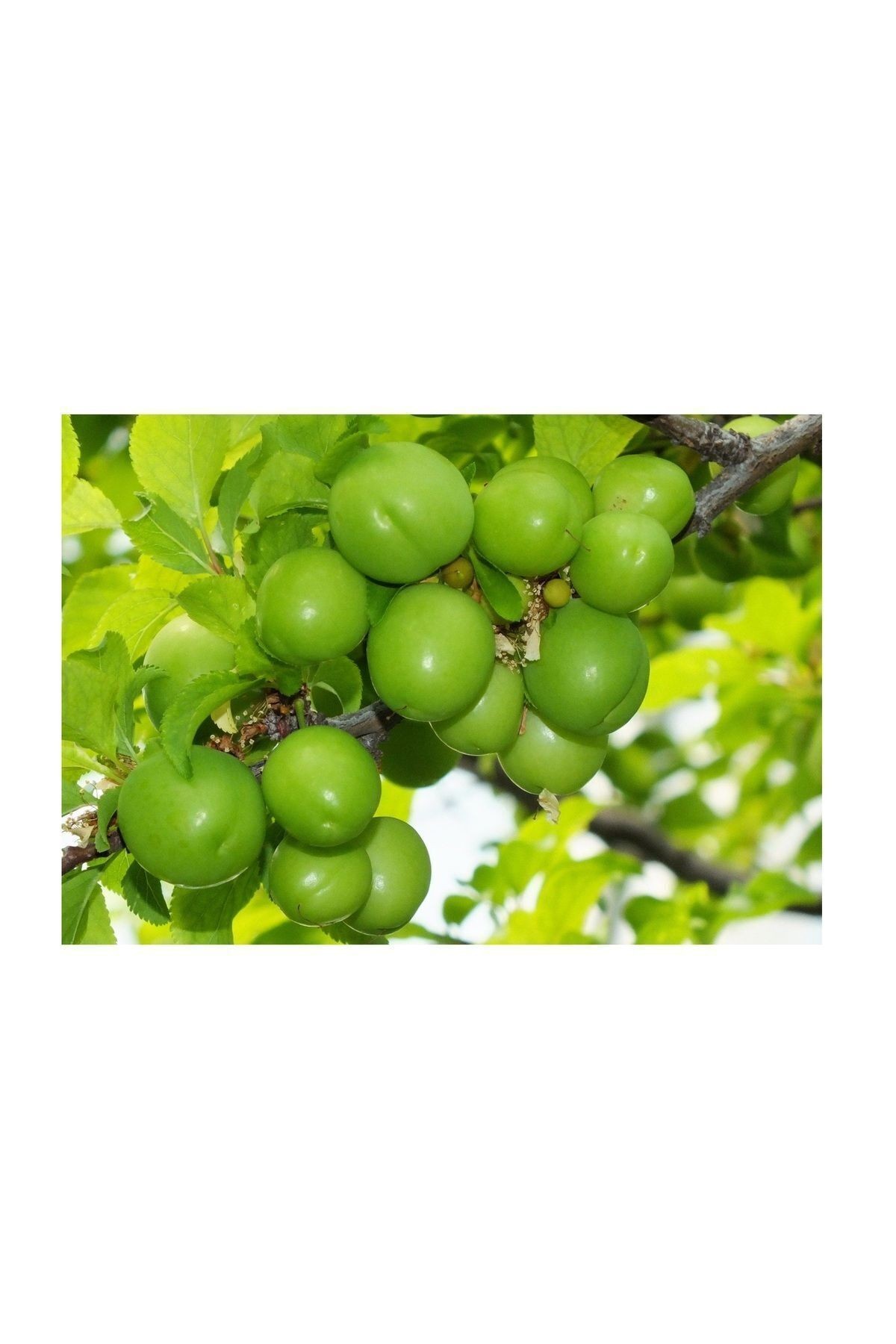 🌟 Mersin Yaylalarından Taze Can Erik - 250 gr 🌟