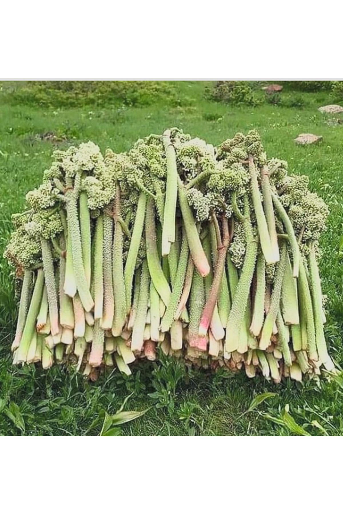 Taze Işkın, Eşkin Otu, Yayla Muzu, Dağ Muzu 2 Kg