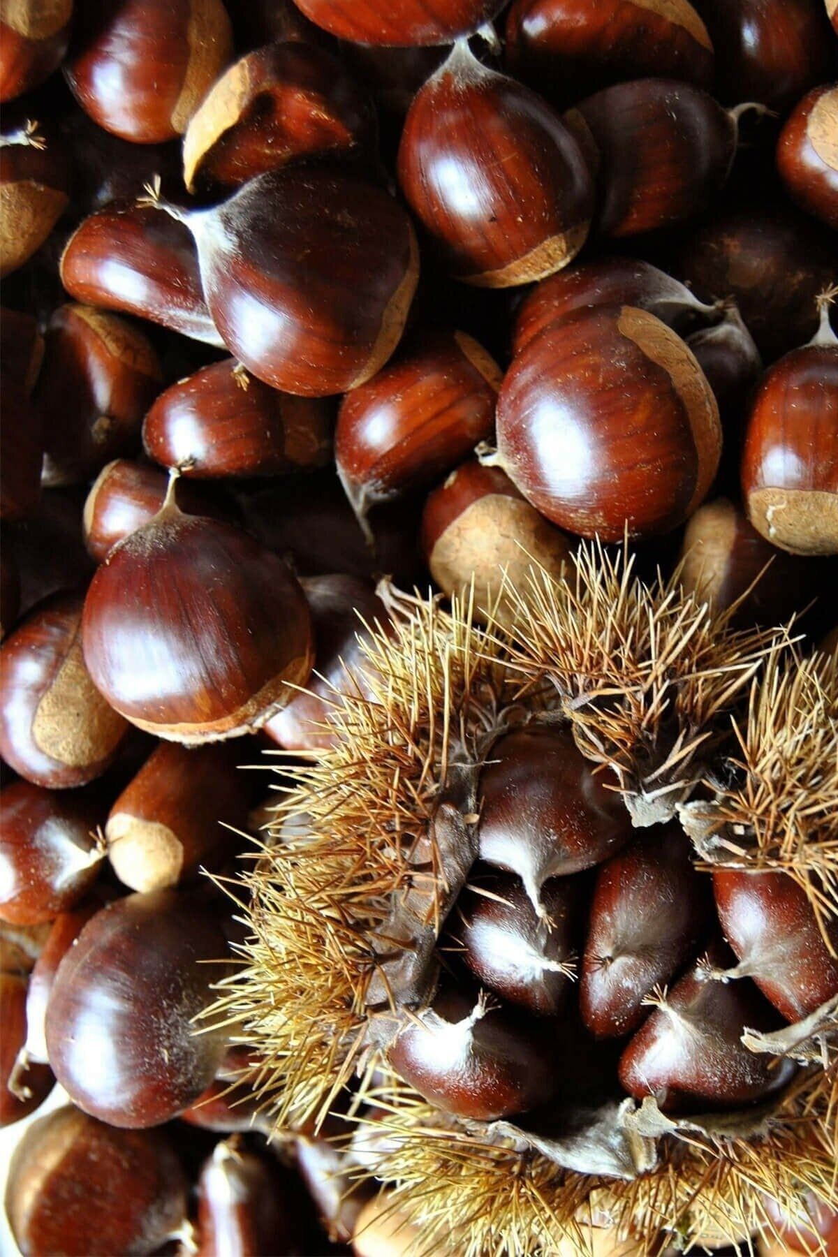 Kestane - Dağ Kestanesi 1 Kg