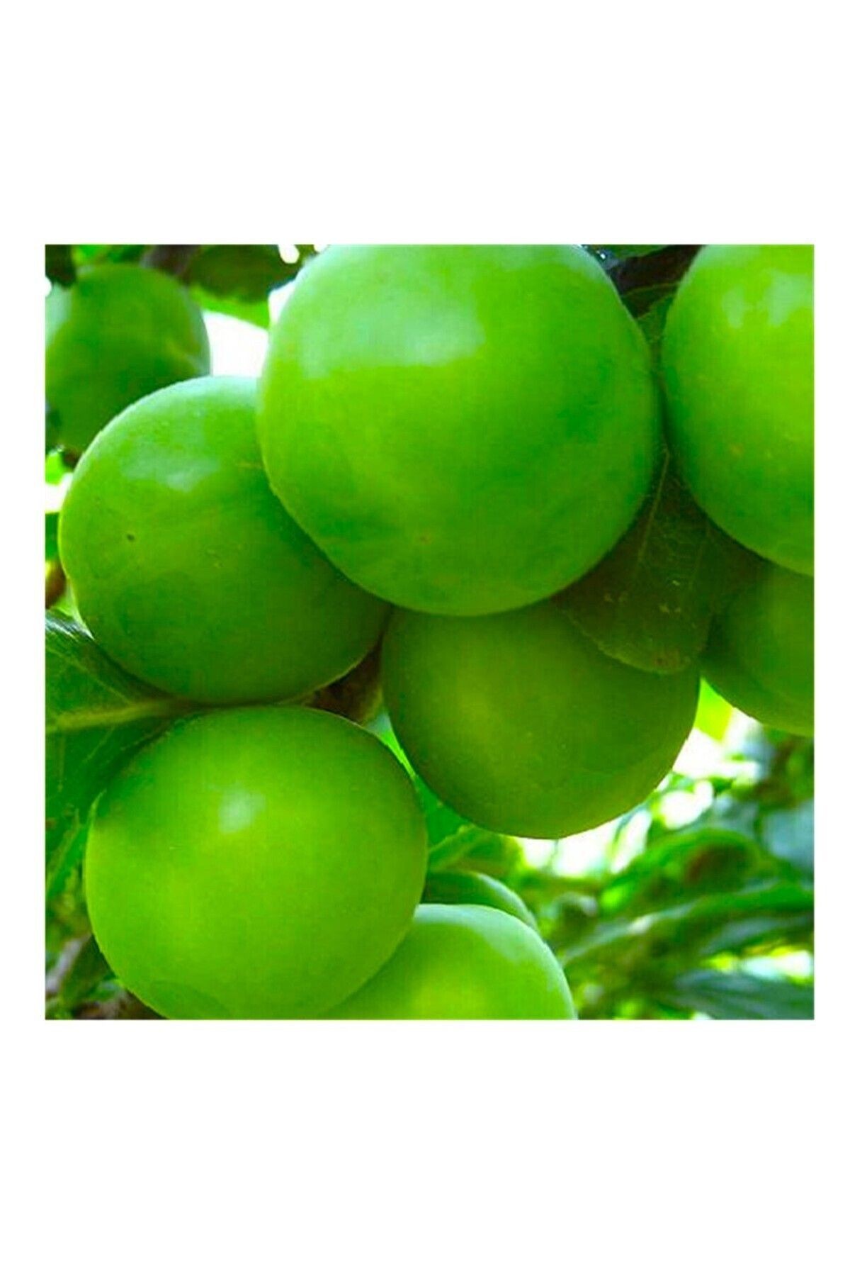 Jumbo Taze Yeşil Erik 250 gr
