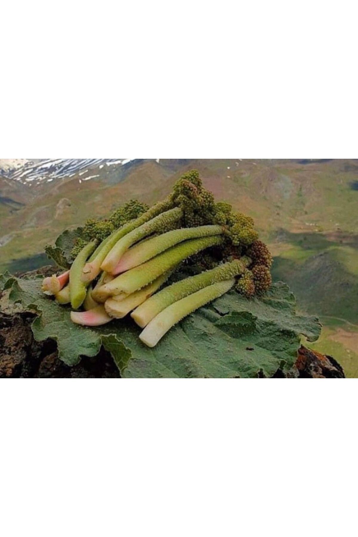 Uçkun Işkın (1 Kg ) Rebes