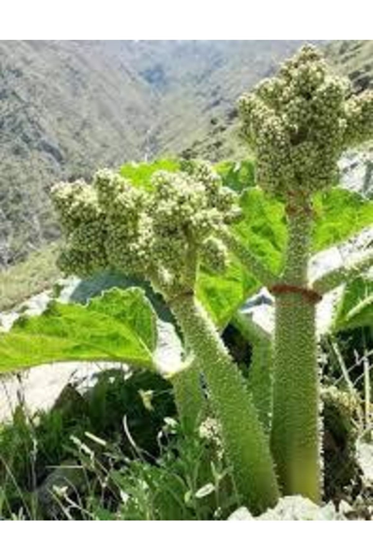 Uçkun Işkın (1 Kg ) Rebes