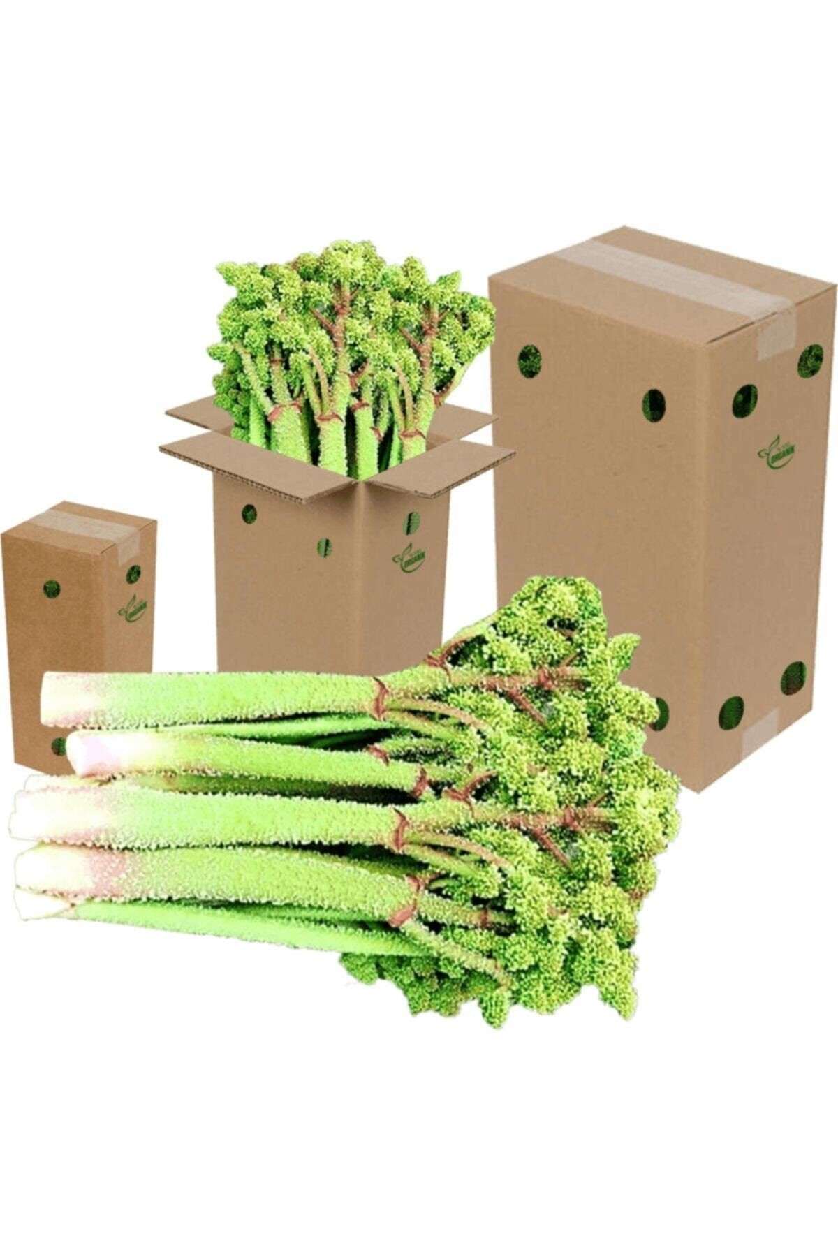 Evliya Donacı Hindistan Cevizli Çikolata Kaplamalı 1 Kg.