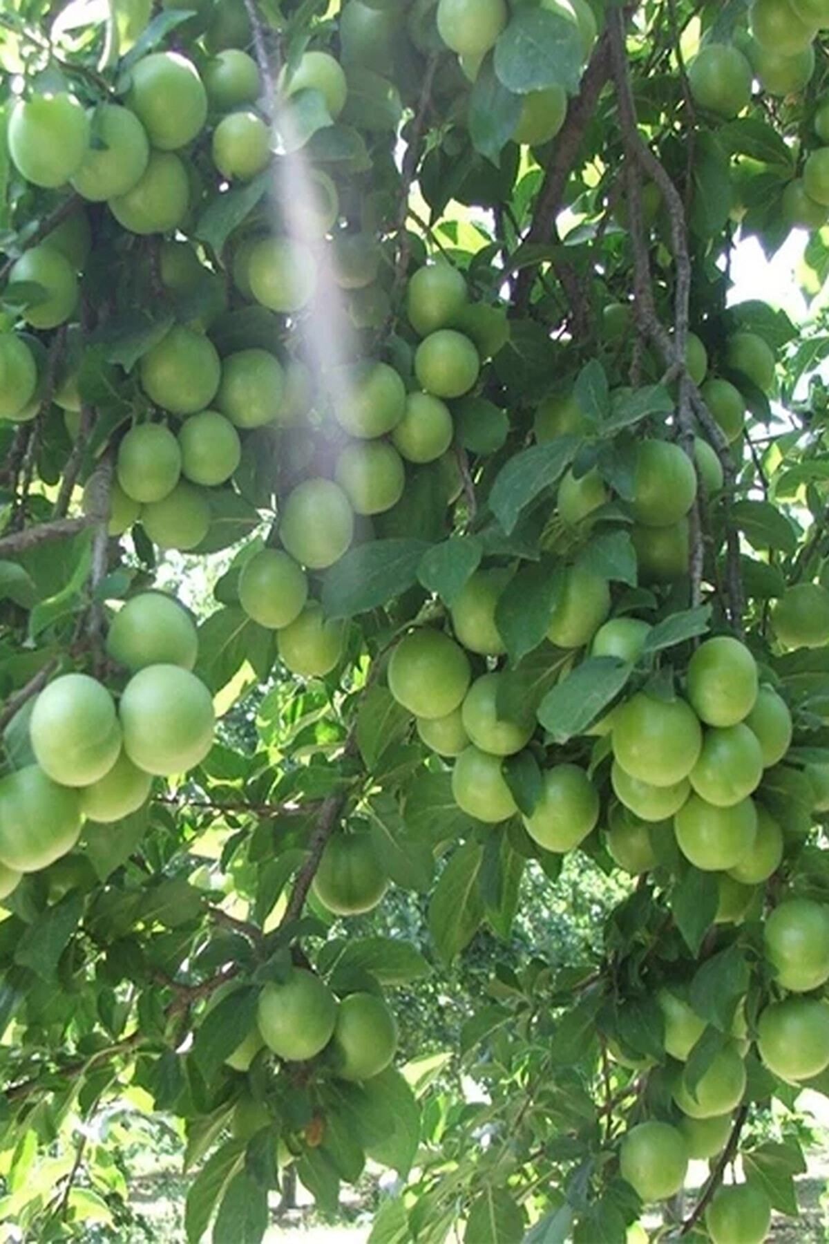 Taze Can Eriği - Yeşil Ekşi Bahçe Eriği - Taze Erik Meyvesi 1 kg