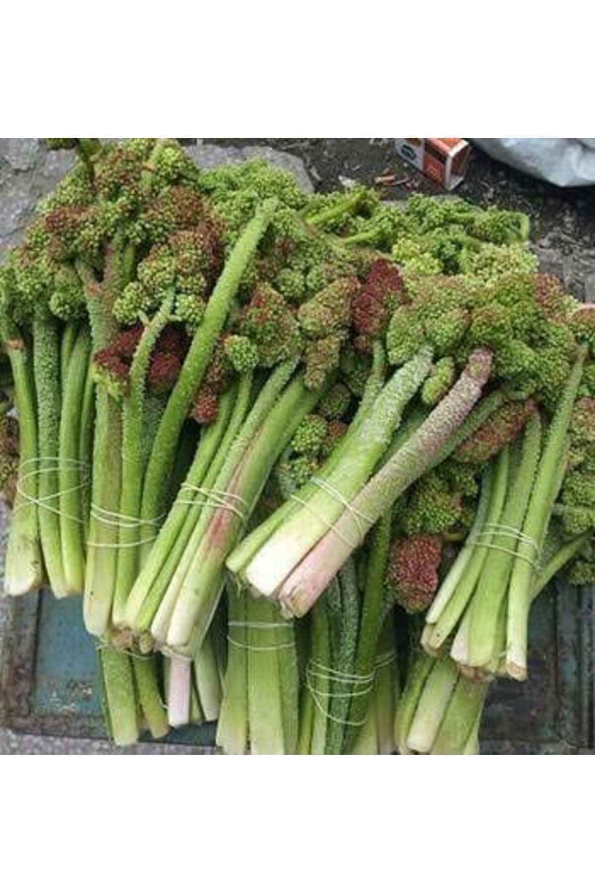 Uçkun Işkın (1 Kg ) Rebes