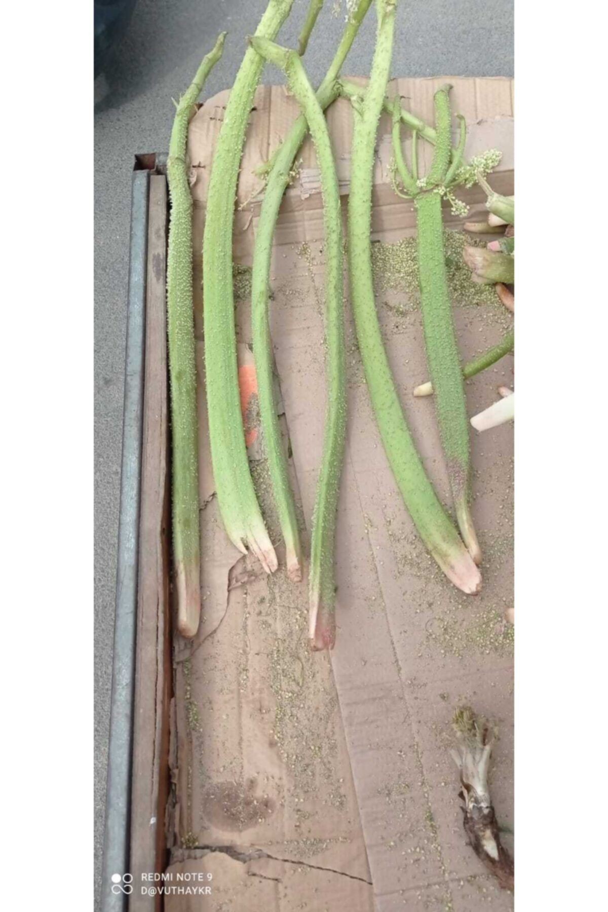 Işgın-yayıa Muzu-dağ Muzu- Uçgun 1 Kg