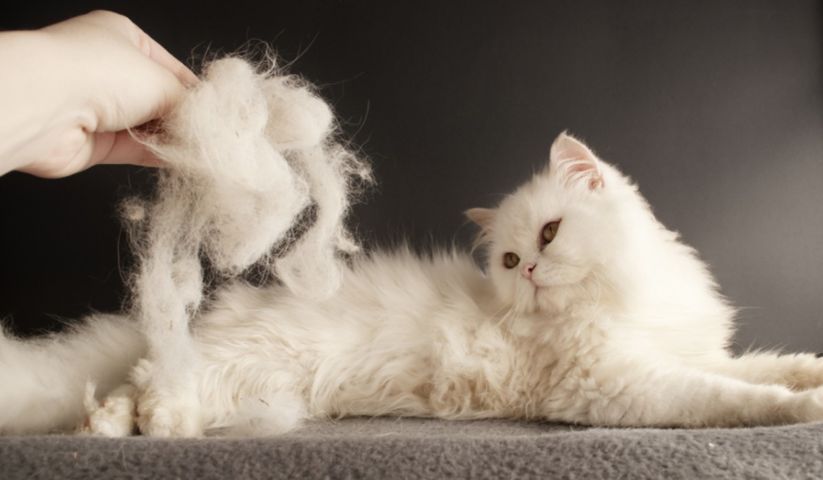 Kedi ve Köpeklerde Tüy Dökülmesini Azaltmanın Yolları🐾