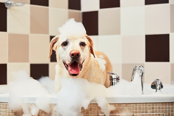 Kedi ve Köpekler Nasıl Yıkanmalıdır?🧼