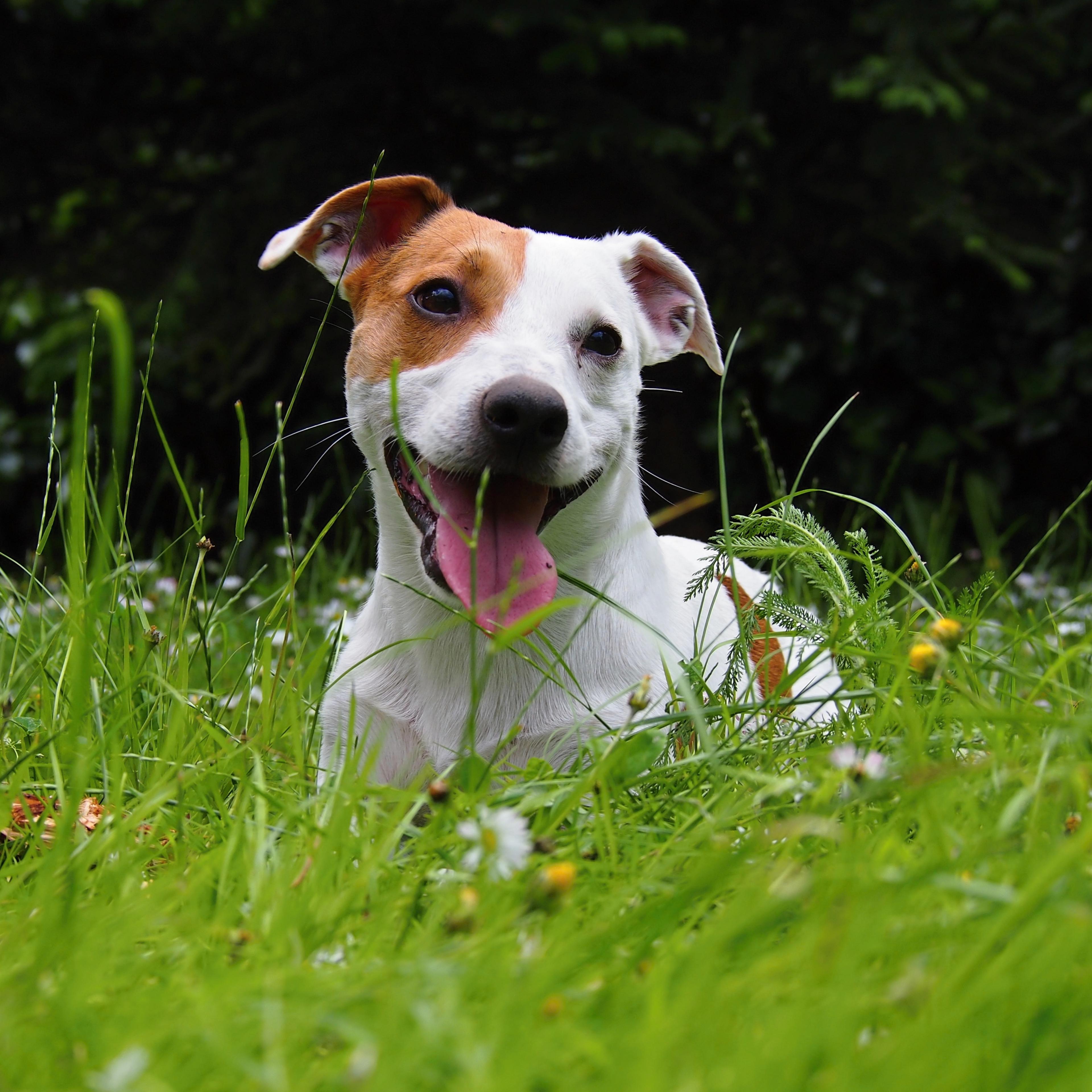 Kedilerde ve Köpeklerde Pire-Kene Sezonu: Doğal Koruma Önerileri