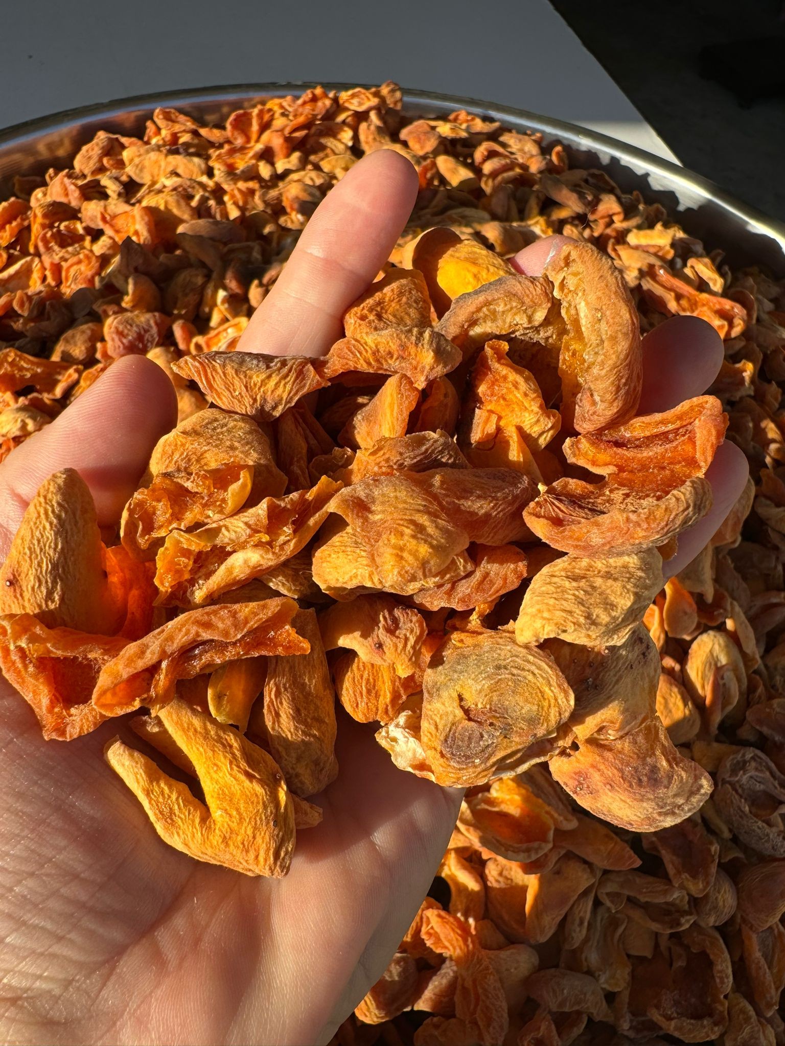 KAYISI KURUSU(ÇİRİ)