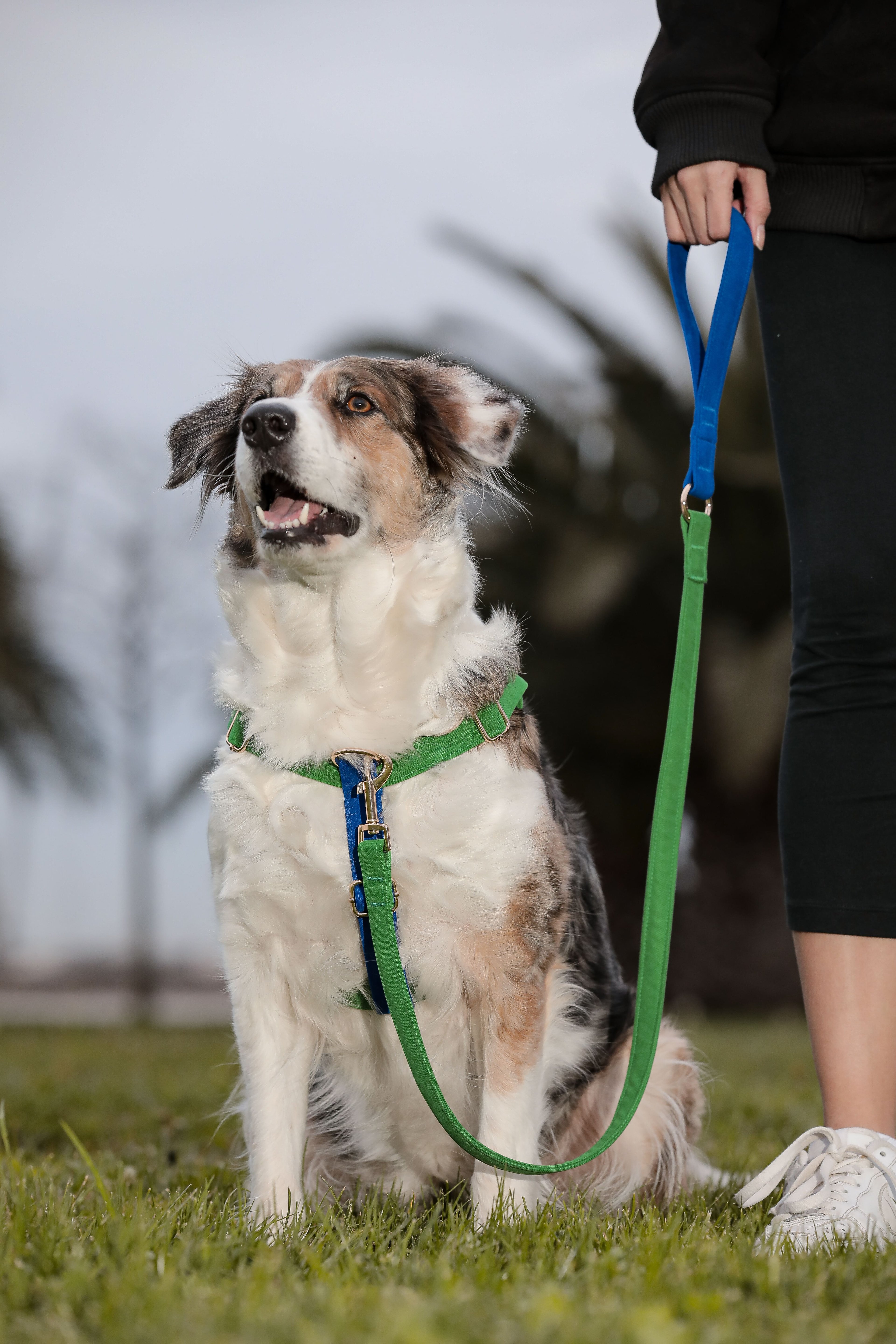 Jewel Köpek Göğüs Tasma Seti