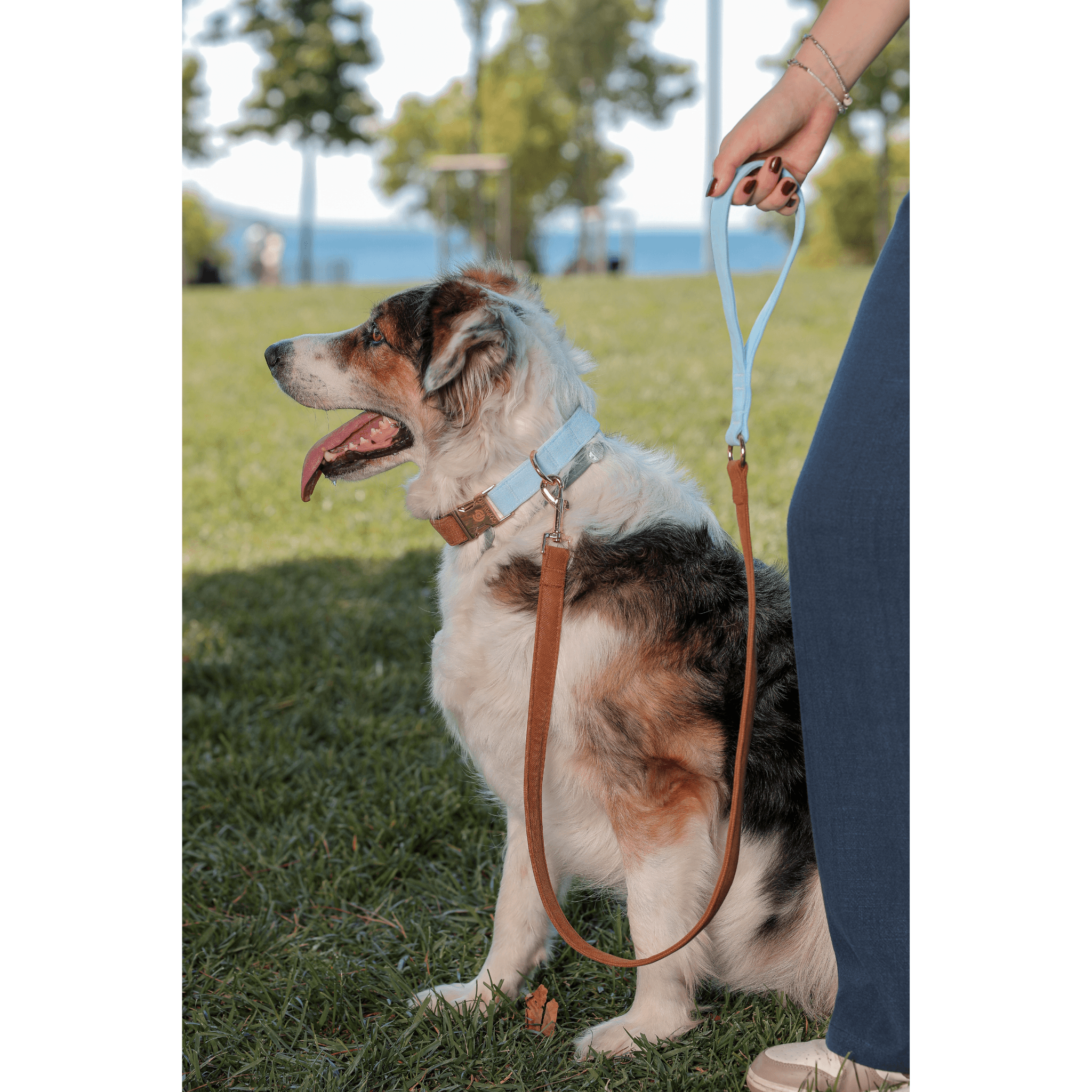 Rocco Köpek Boyun Tasma Seti