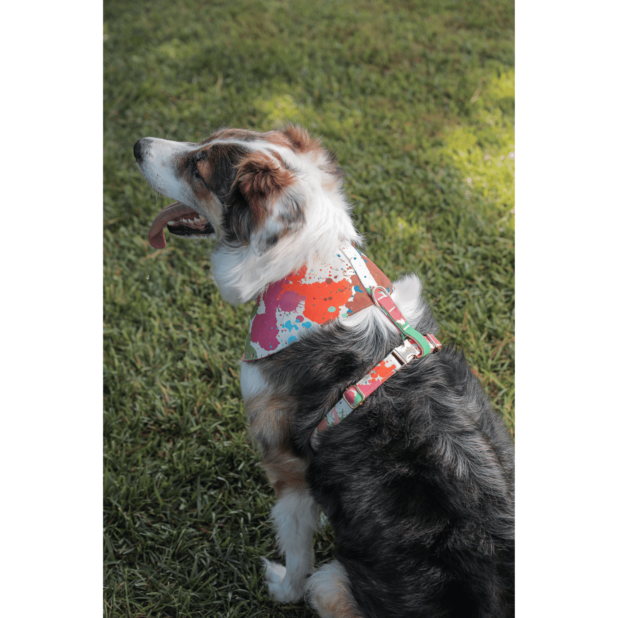 Rio Soft Köpek Göğüs Tasması