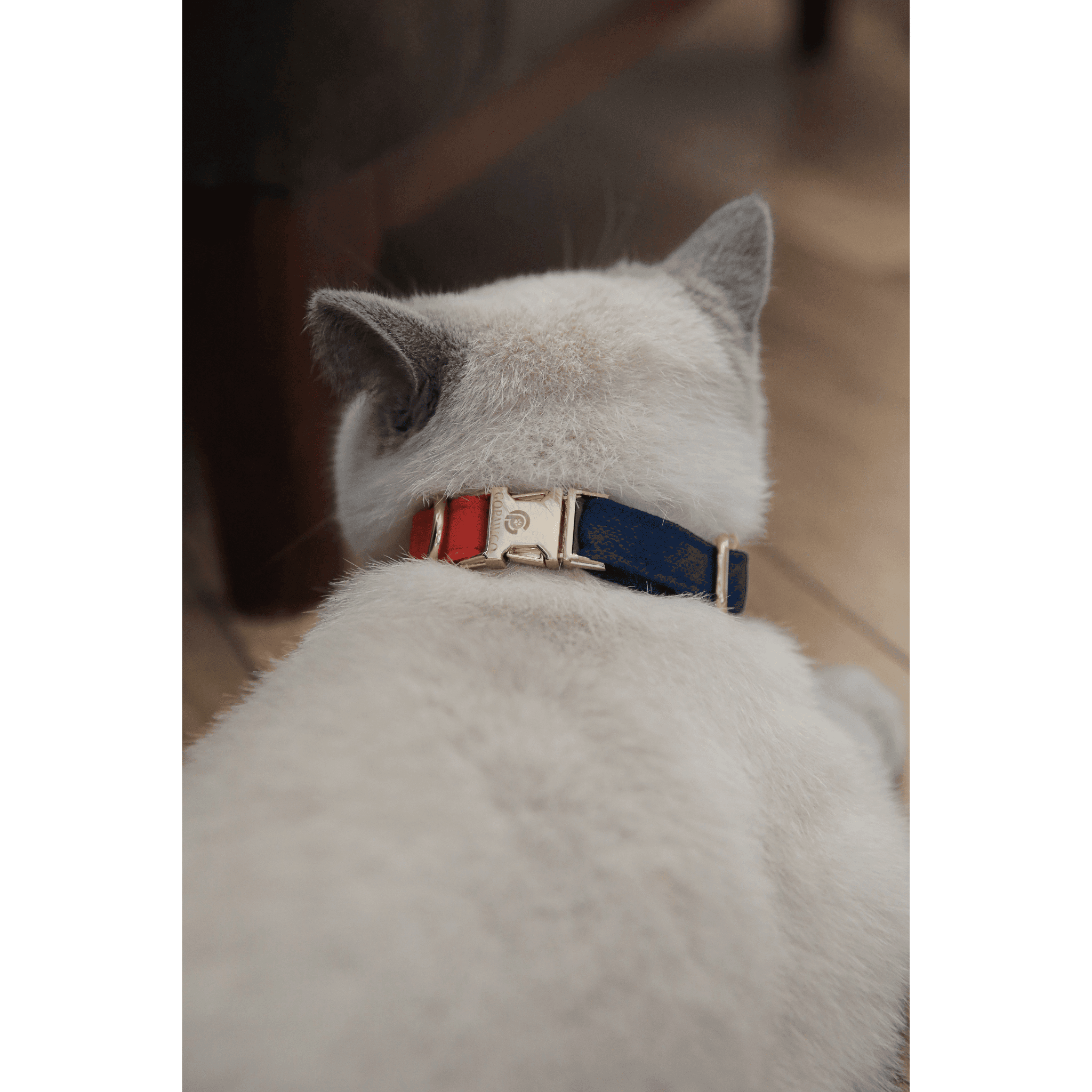 Norwick Kedi Boyun Tasma Seti