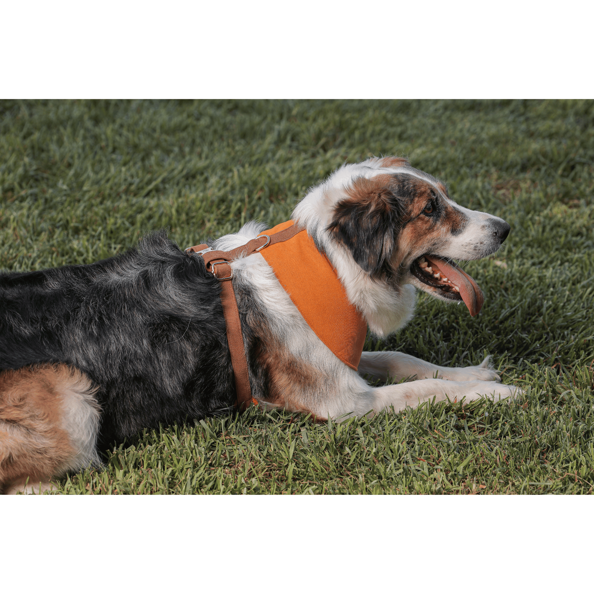 Harlowe Soft Köpek Göğüs Tasması