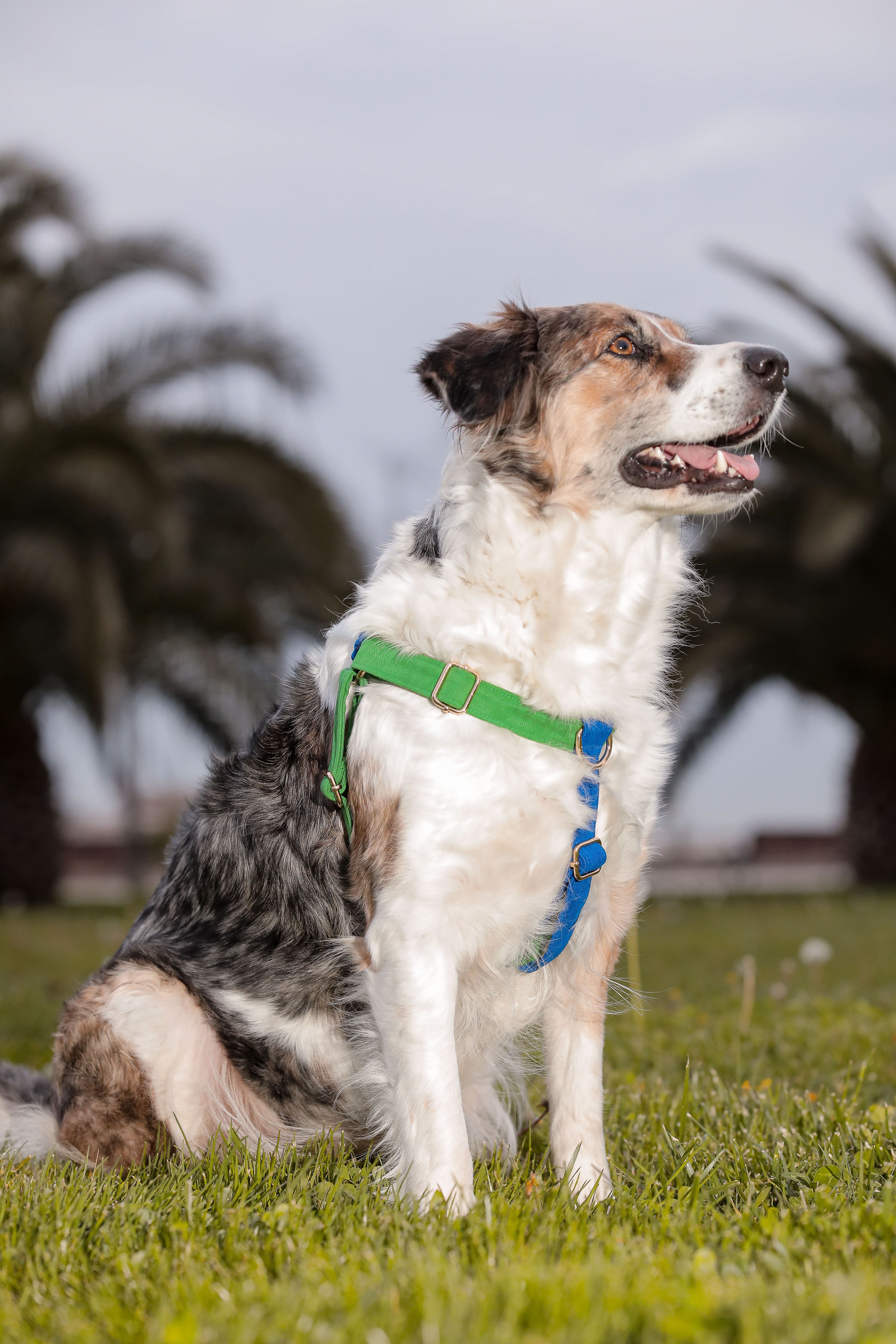 Jewel Köpek Göğüs Tasma Seti