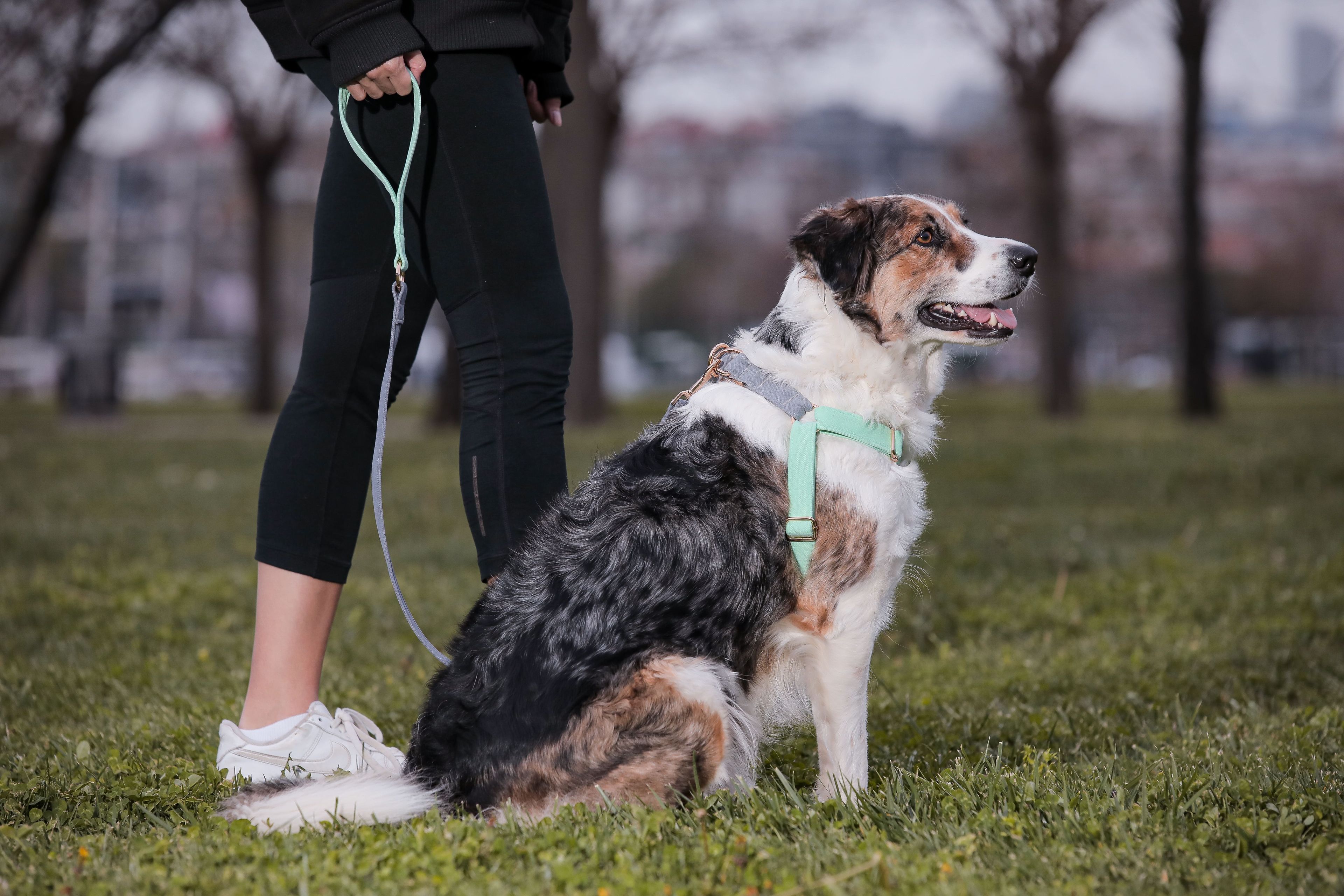 Alf Köpek Koşu Takımı