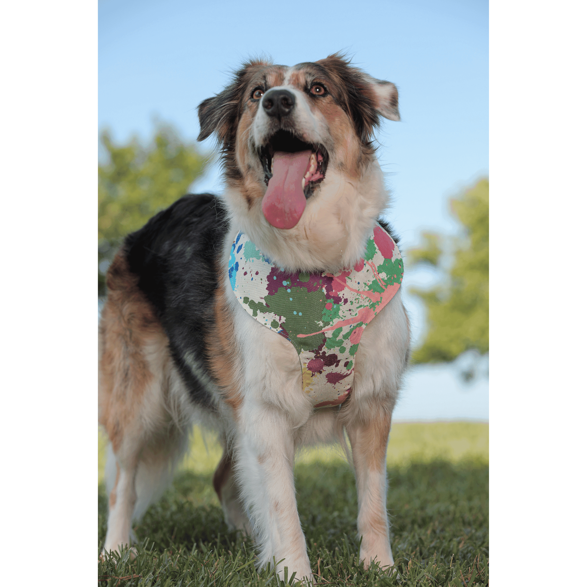 Rio Soft Köpek Göğüs Tasması