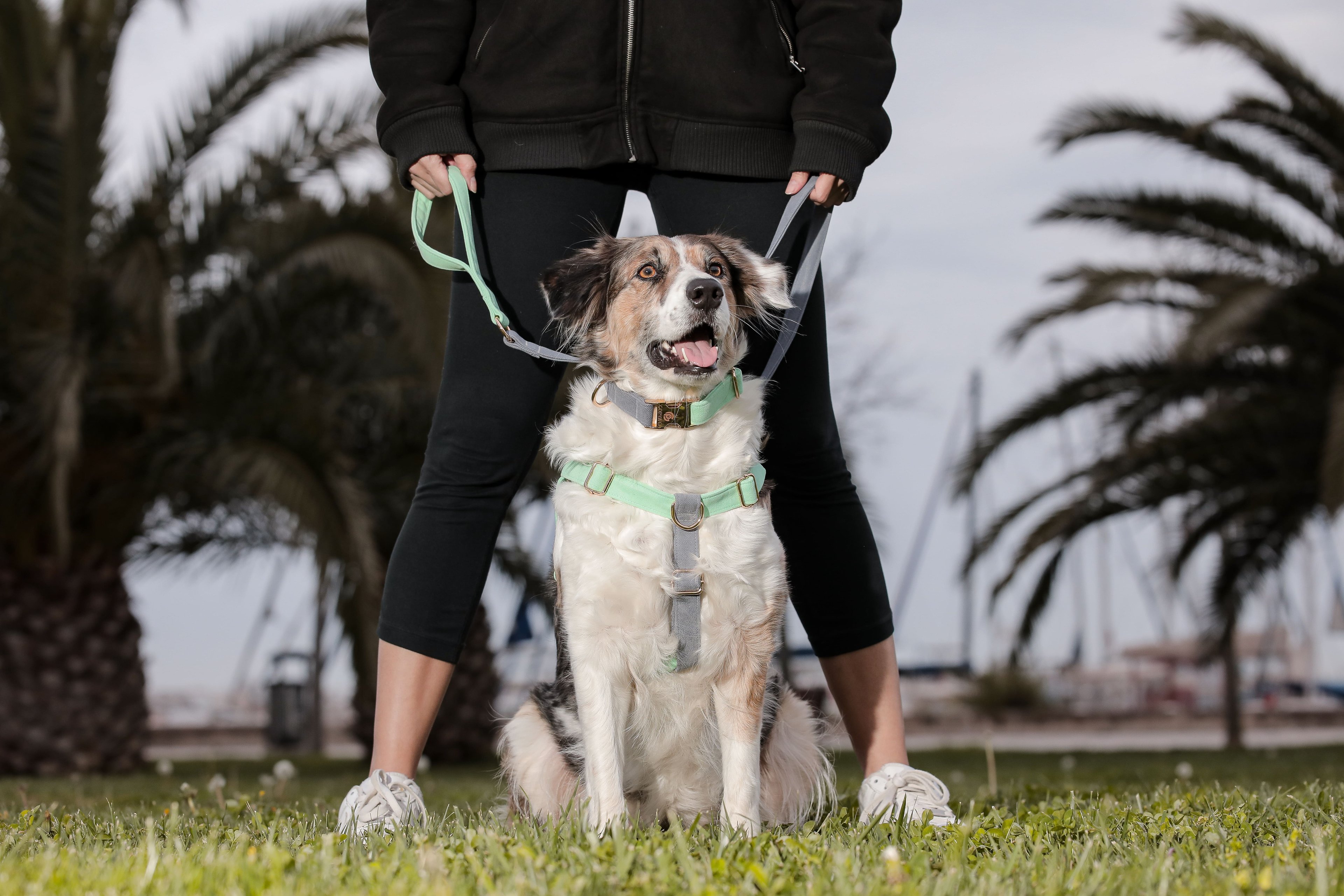 Alf Köpek Koşu Takımı