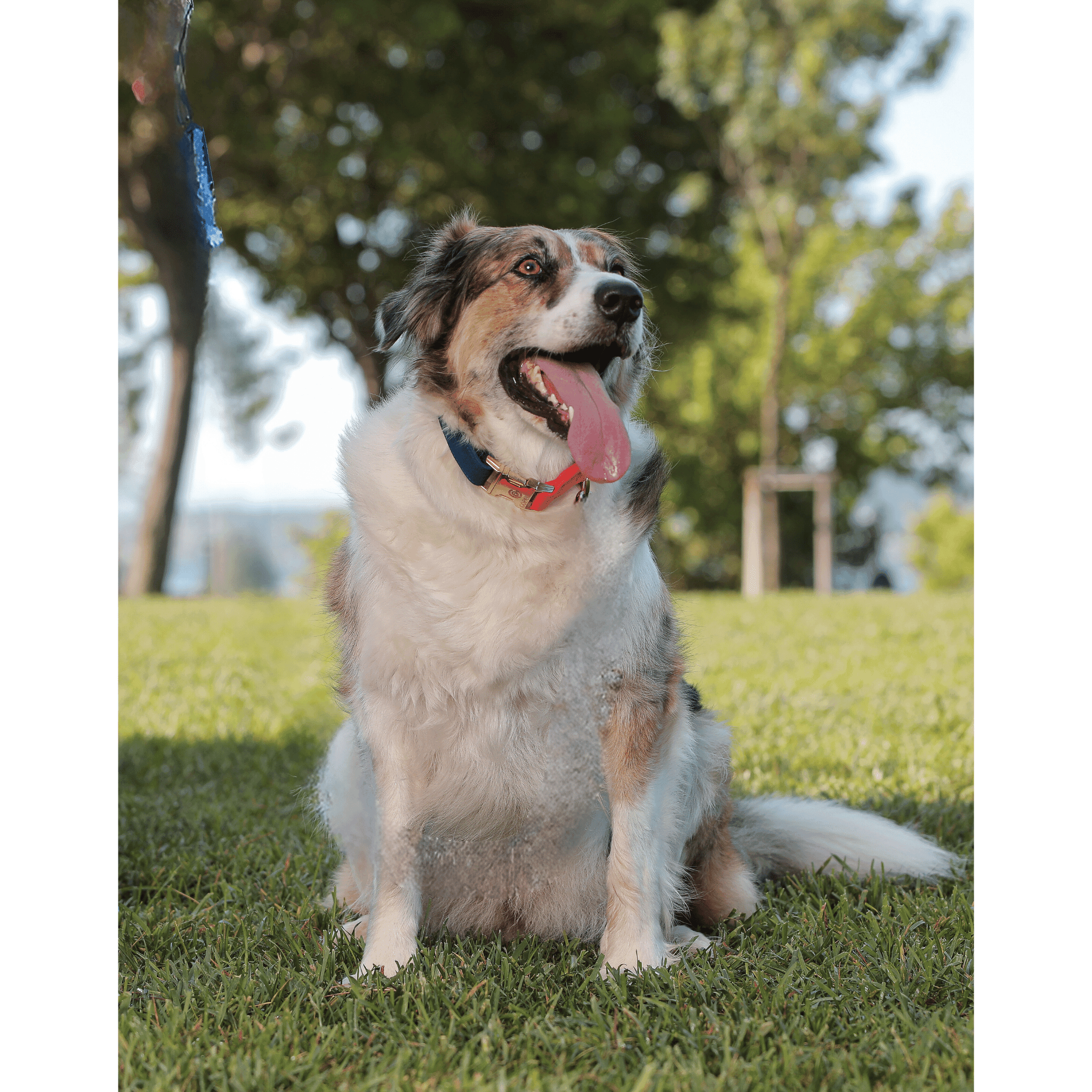 Norwick Köpek Boyun Tasması