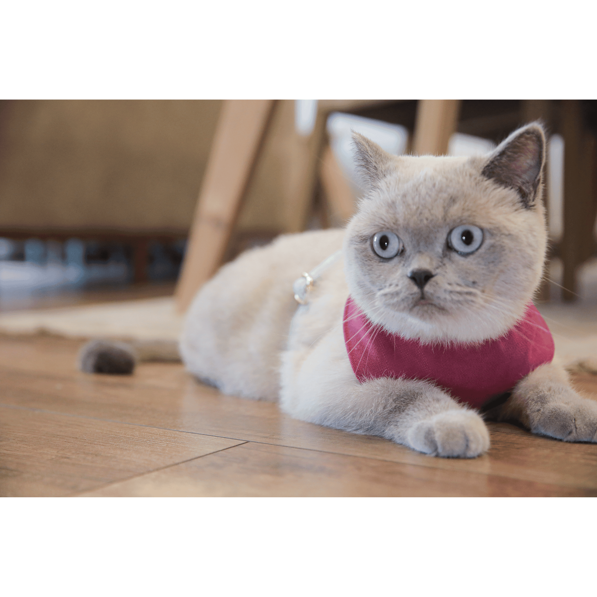 Candy Kedi Göğüs Tasma Seti