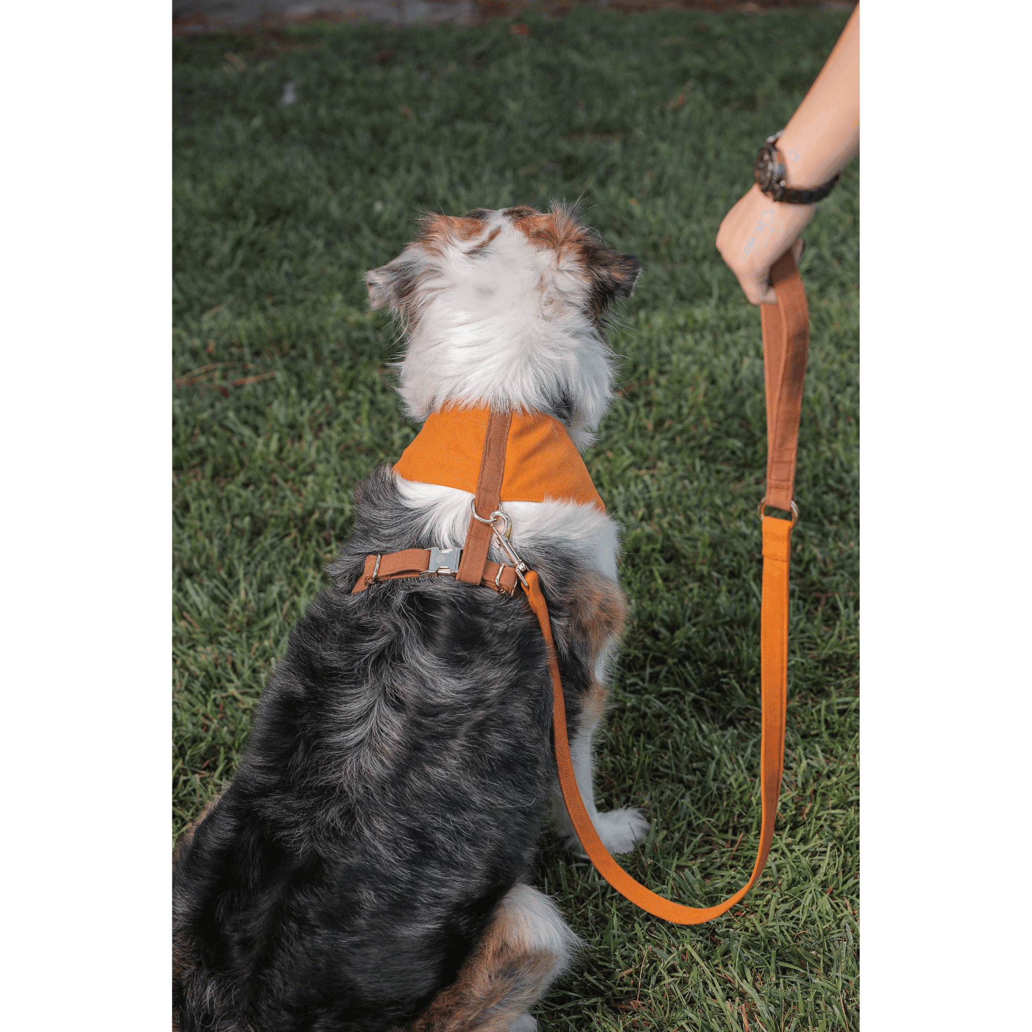 Harlowe Soft Köpek Göğüs Tasma Seti