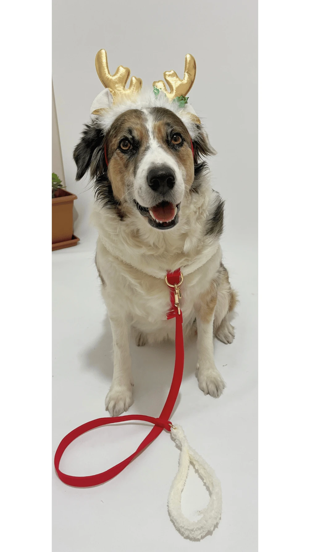 Noel Köpek Göğüs Tasma Seti