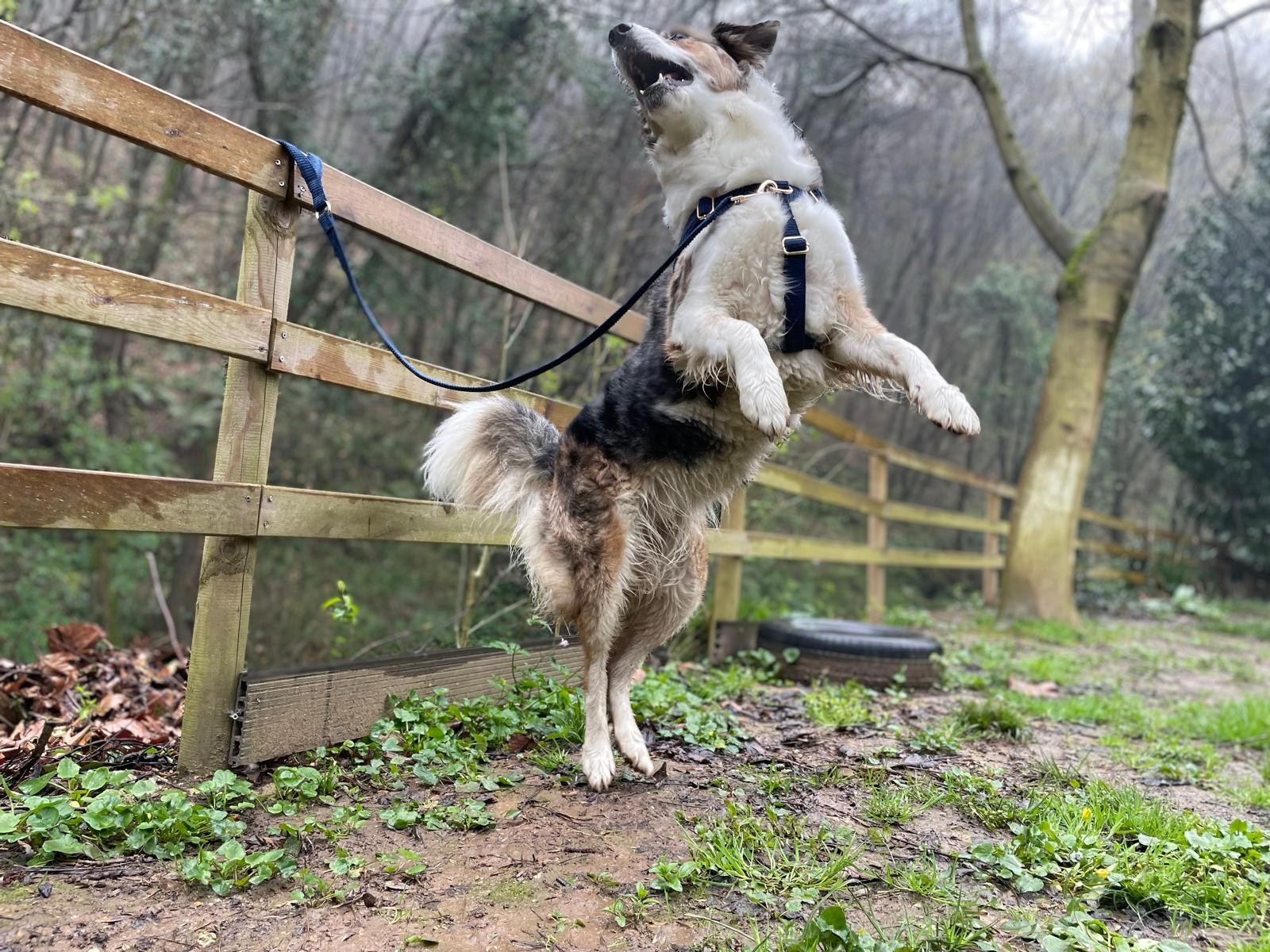 Blue Köpek Göğüs Tasma Seti