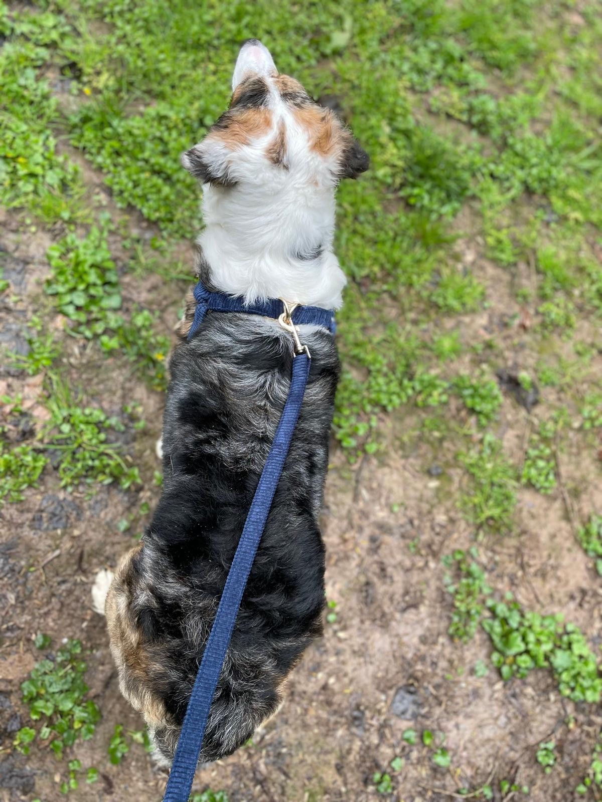 Blue Köpek Göğüs Tasma Seti