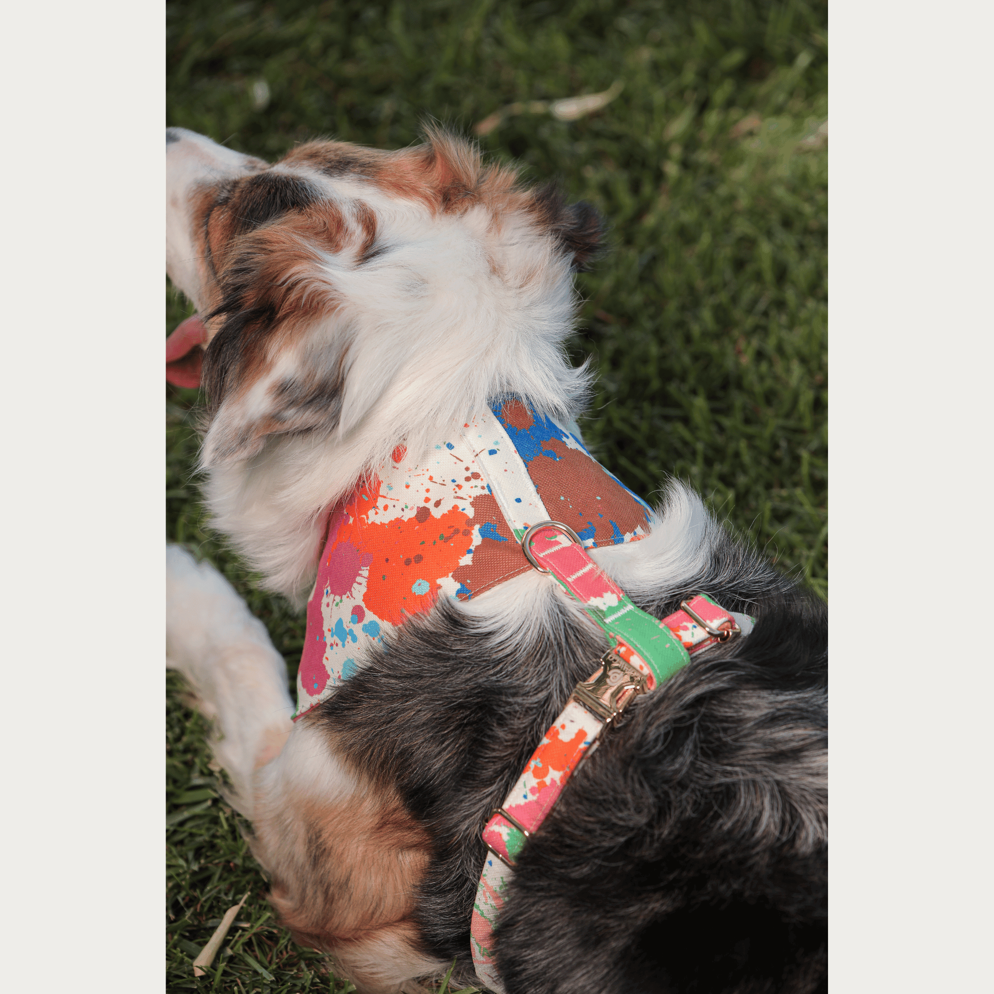 Rio Soft Köpek Göğüs Tasması