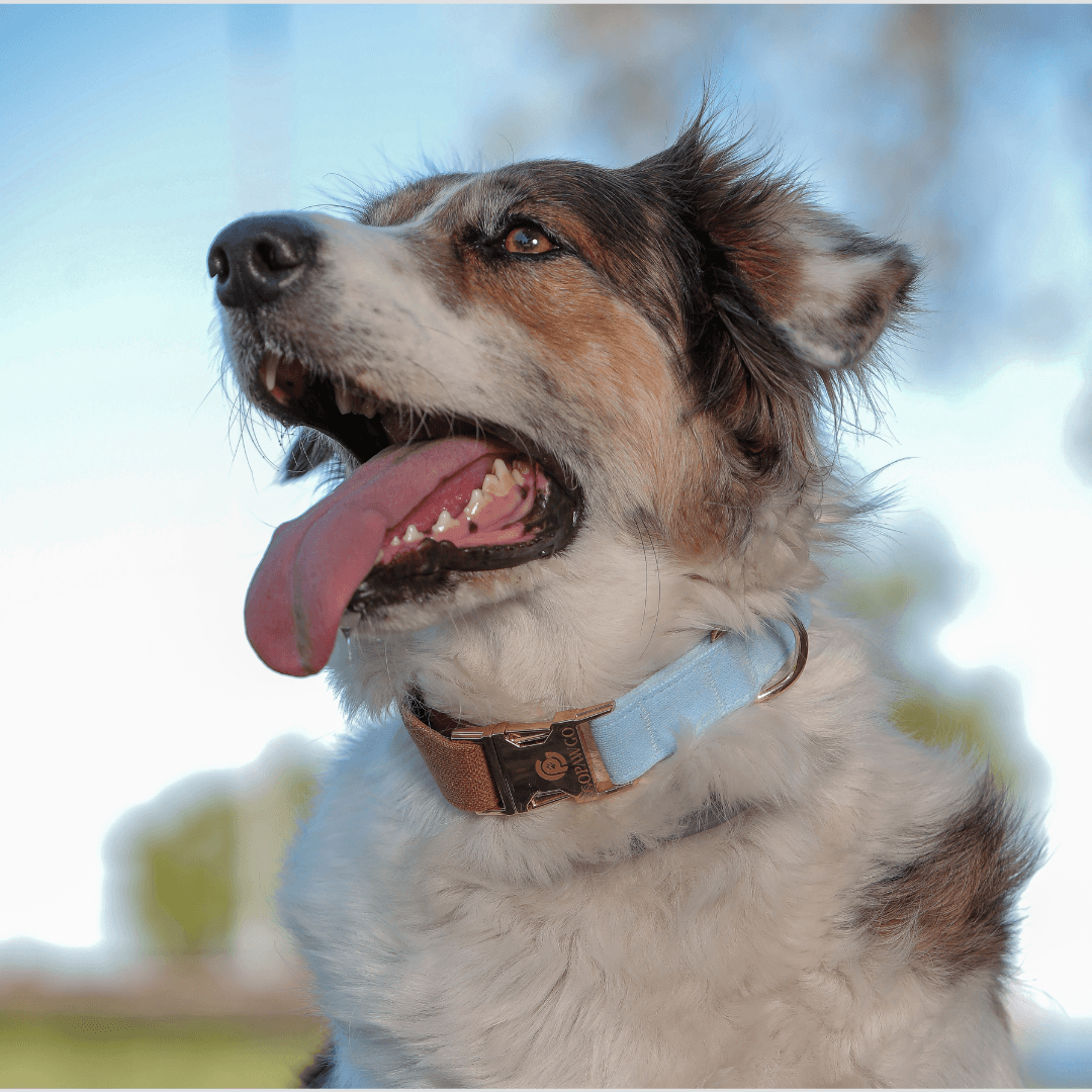 Rocco Köpek Boyun Tasma Seti