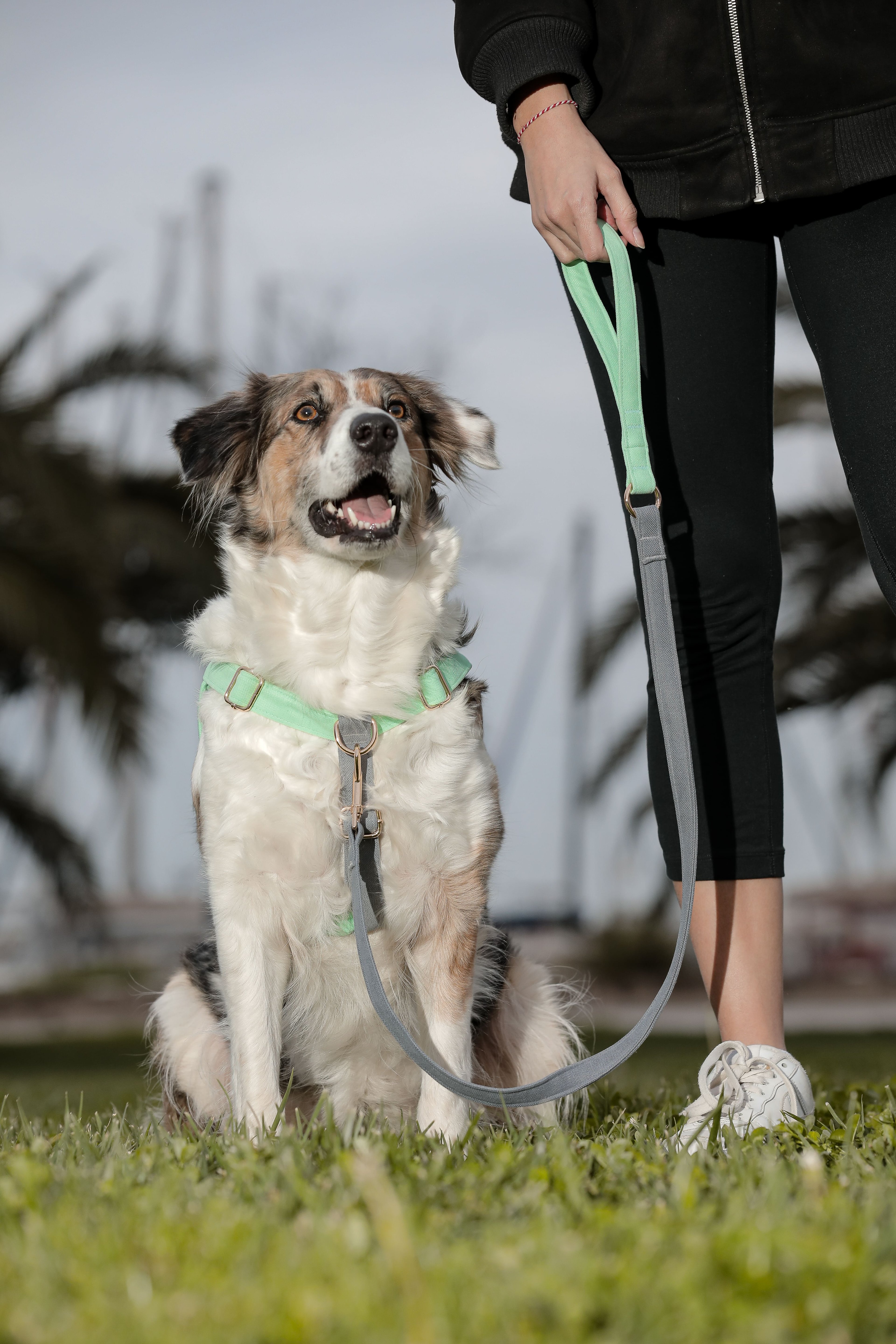 Alf Köpek Koşu Takımı