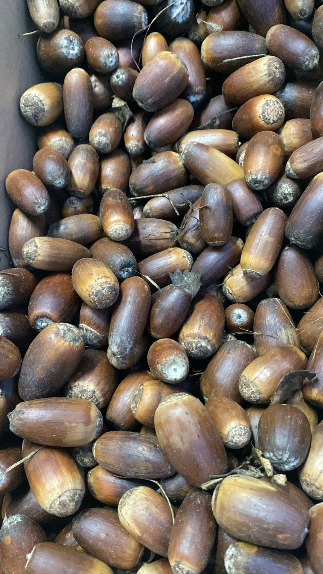 Meşe Palamudu İri 100g