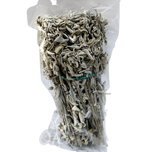 Adaçayı Çalba Salvia